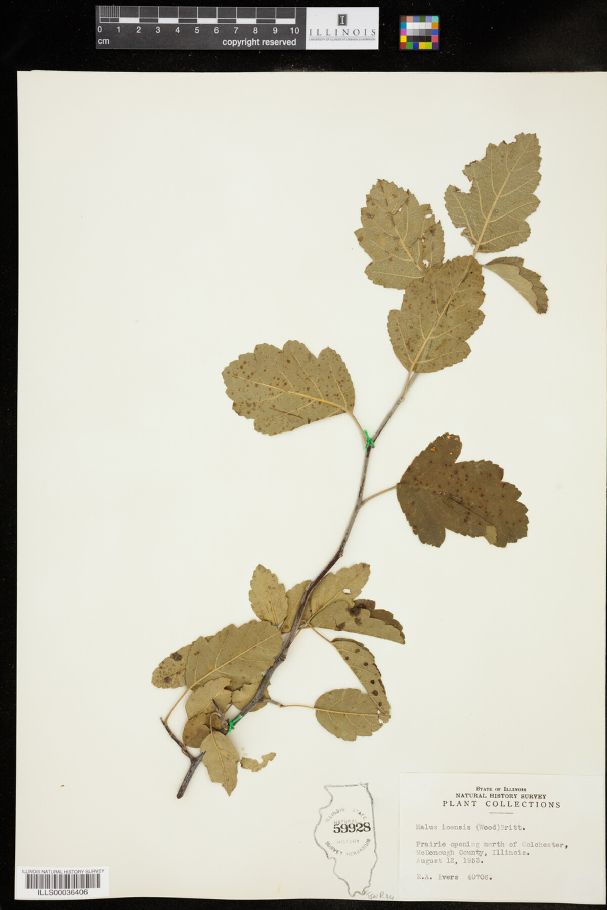 Malus ioensis image