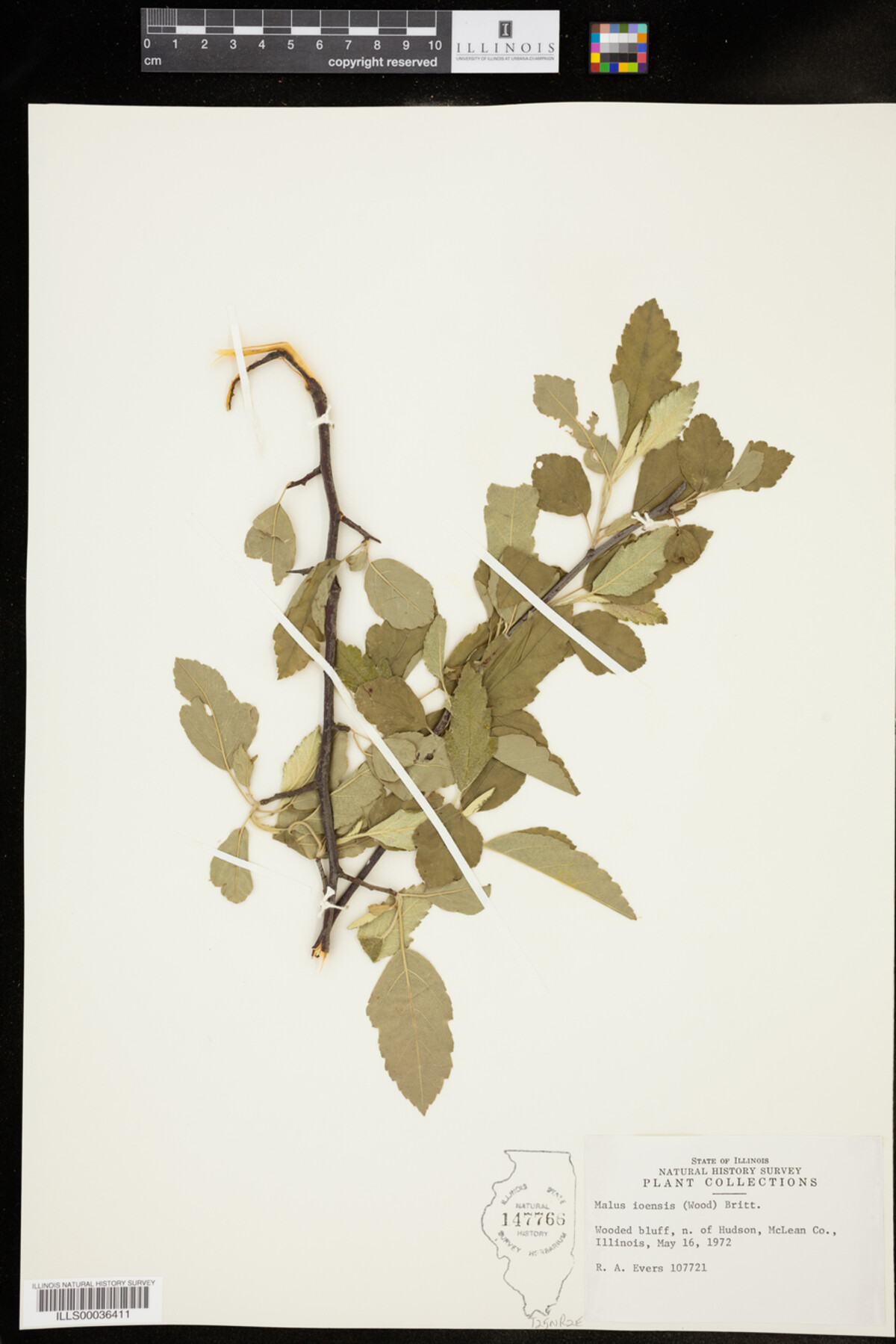 Malus ioensis image