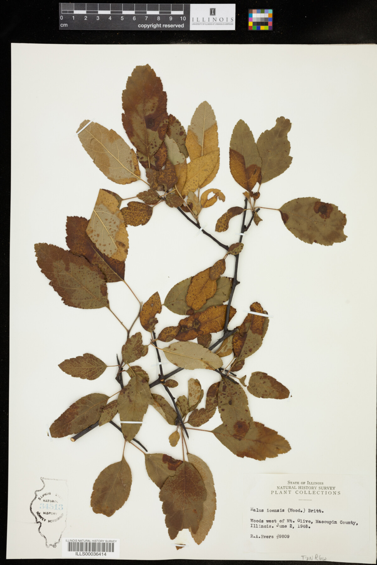 Malus ioensis image