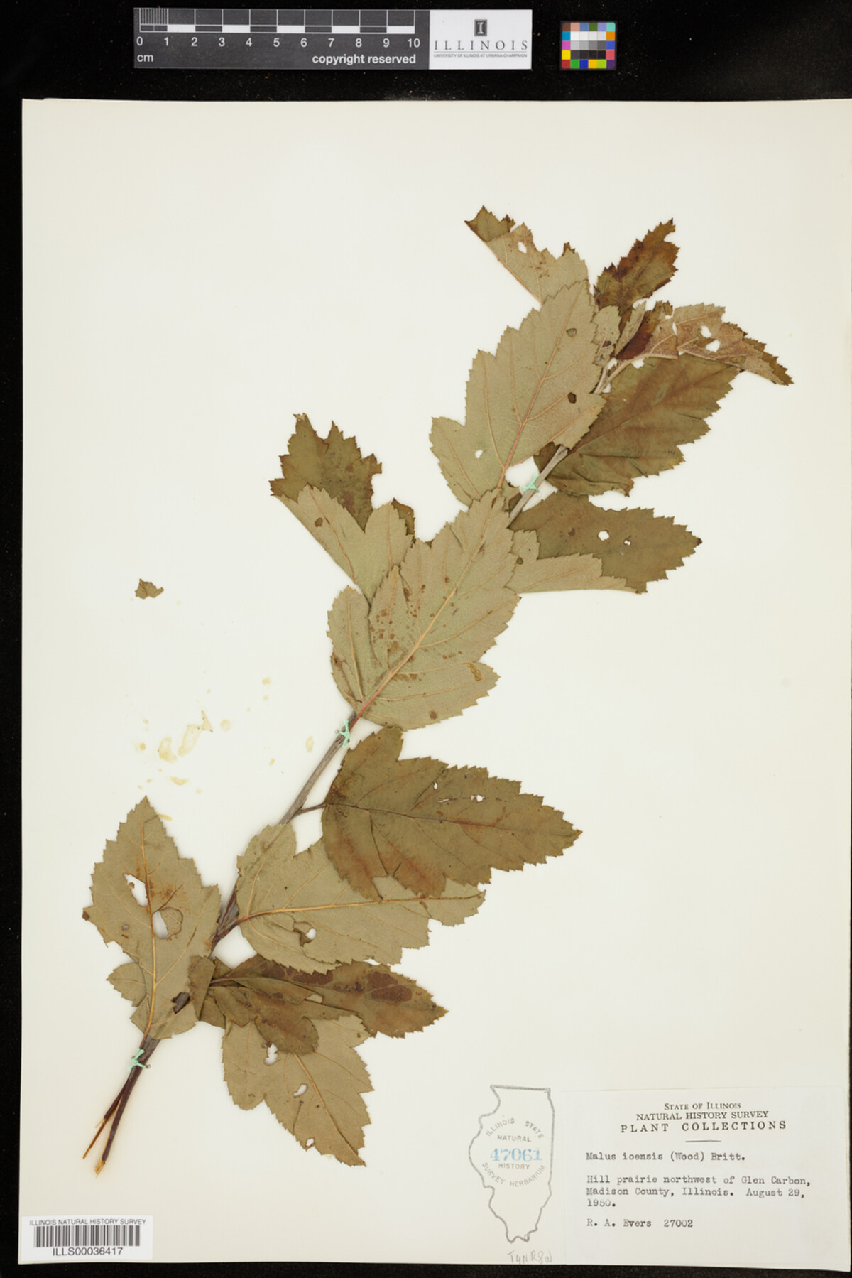 Malus ioensis image