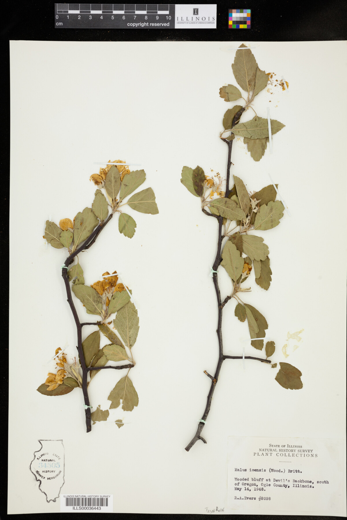 Malus ioensis image