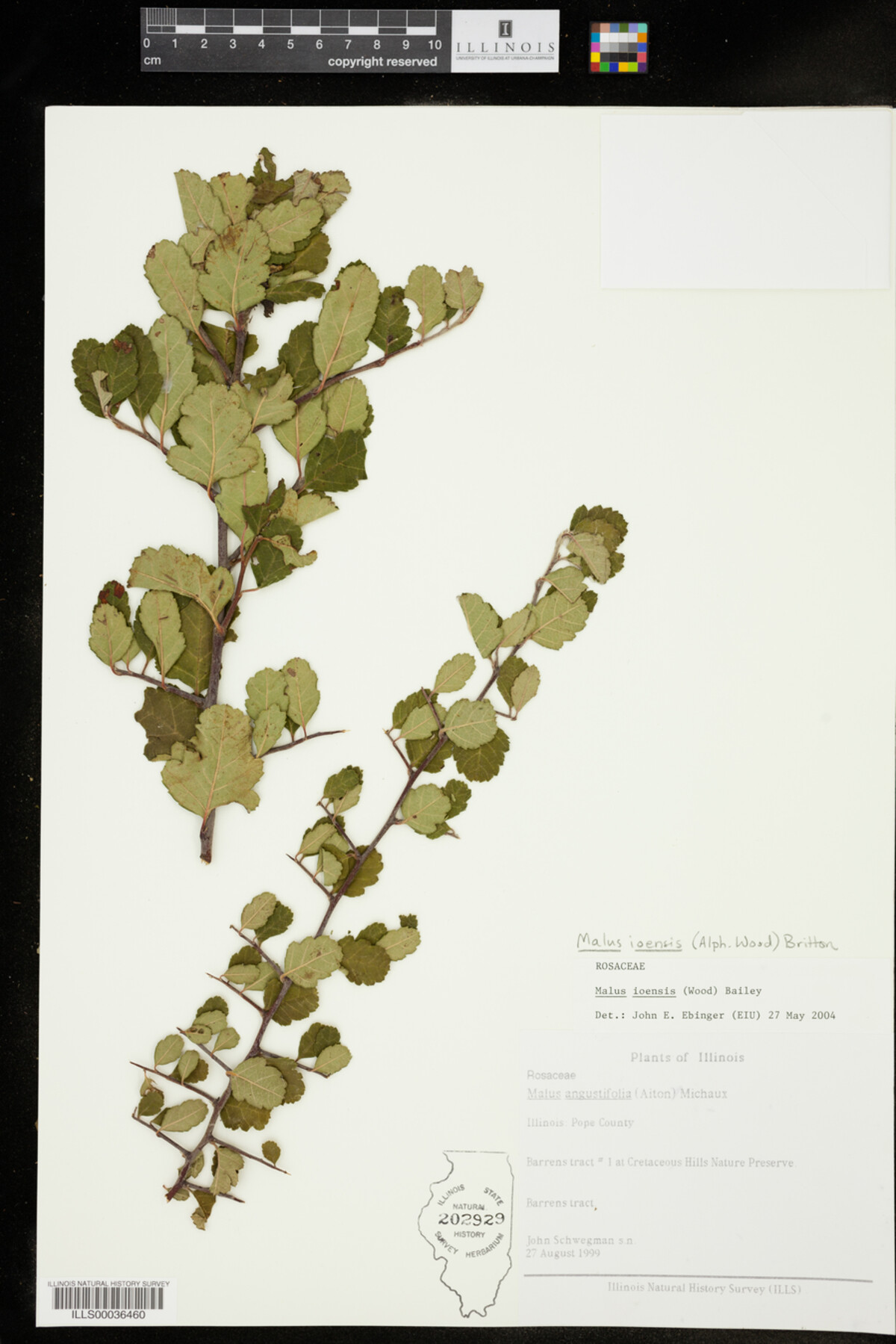 Malus image