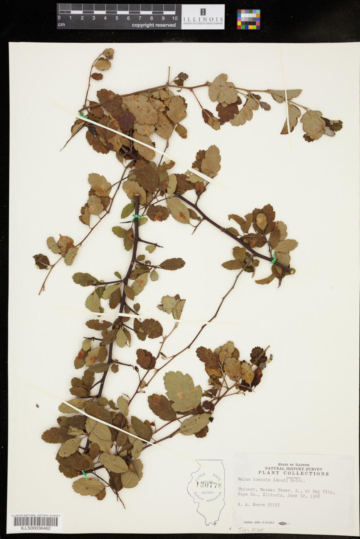 Malus ioensis image