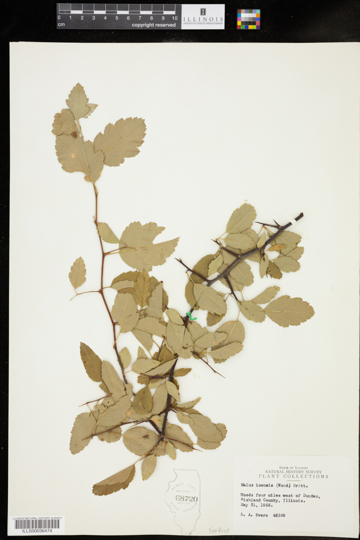 Malus ioensis image