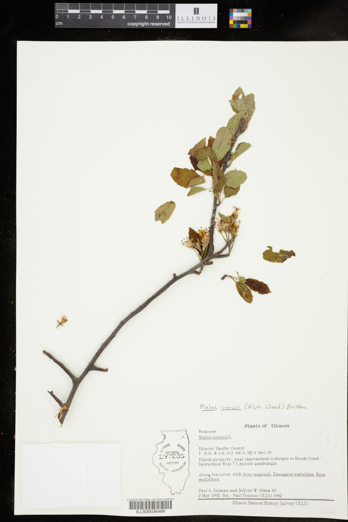 Malus ioensis image