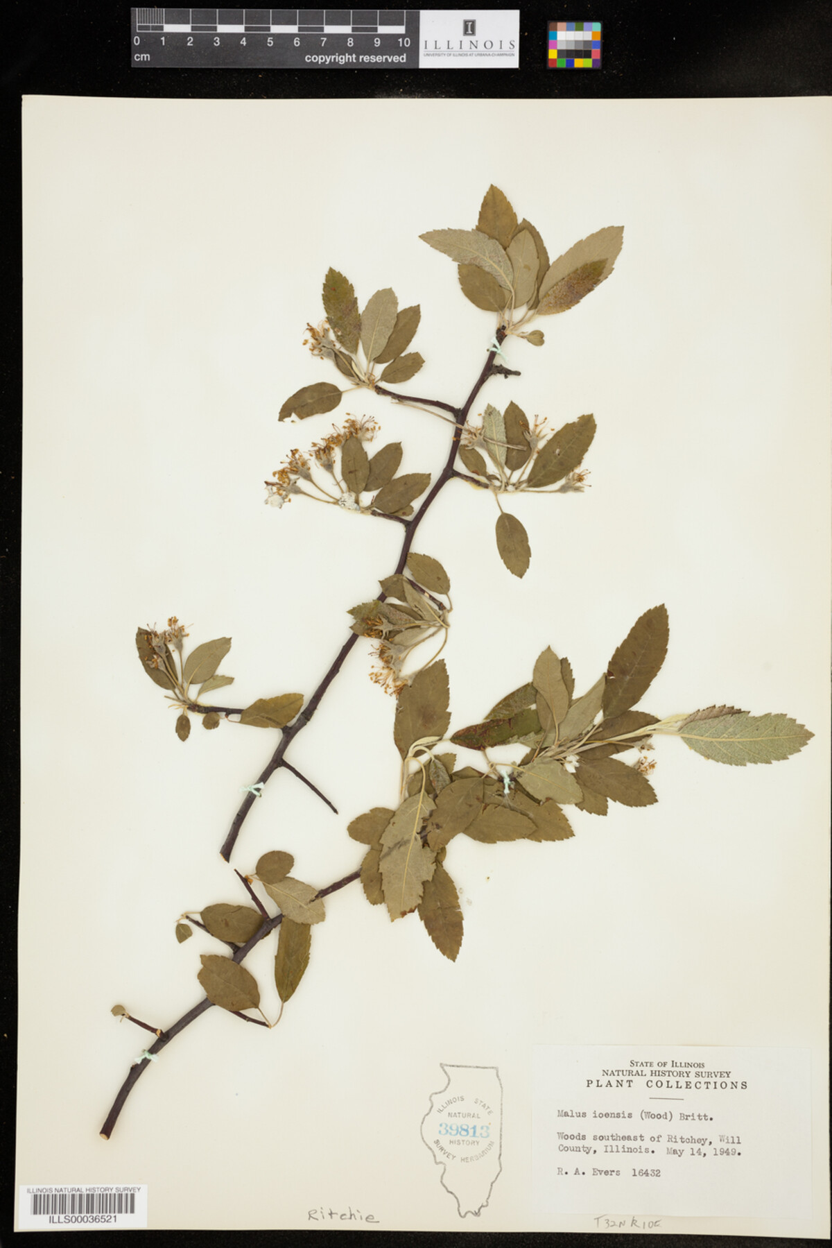 Malus ioensis image