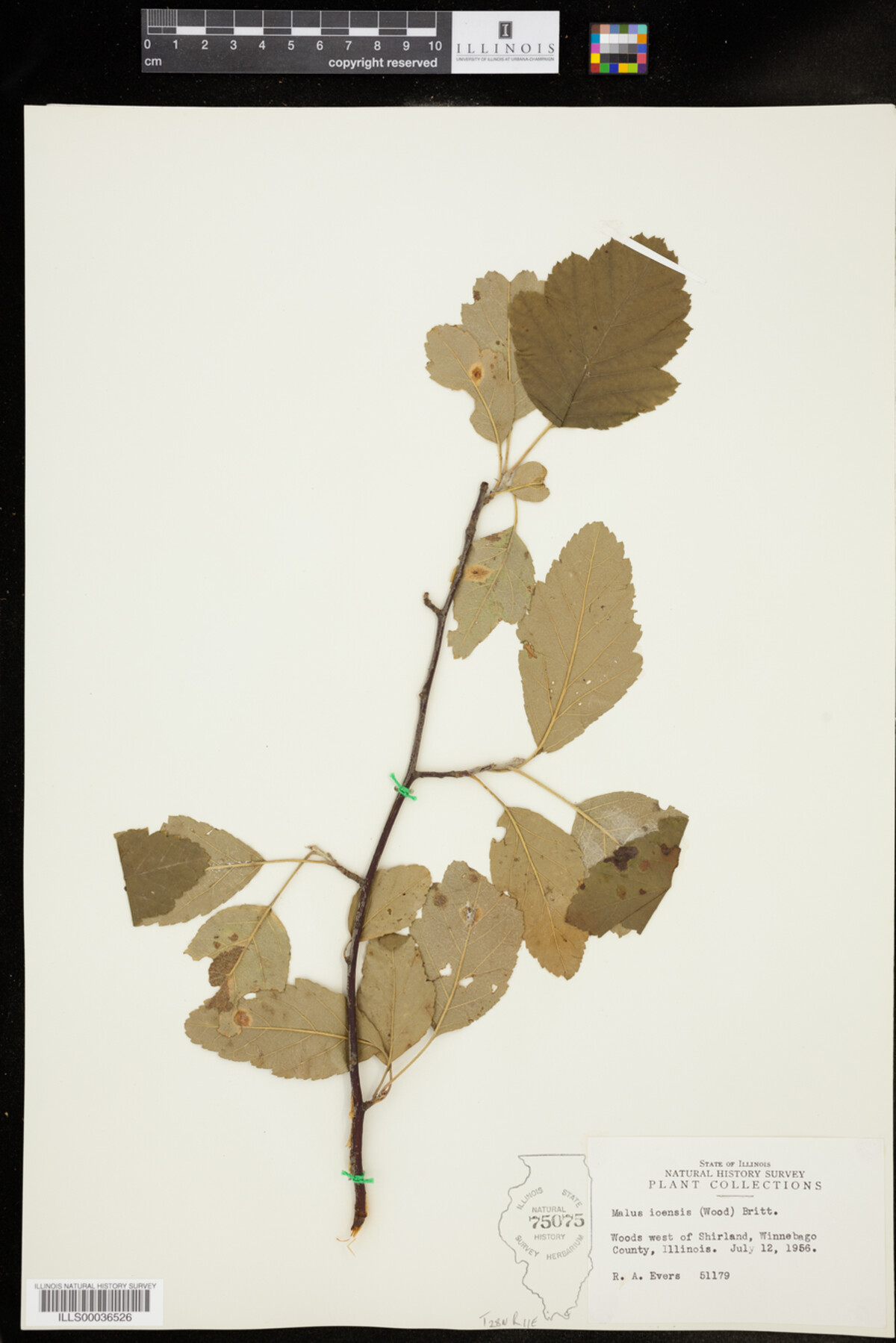 Malus ioensis image