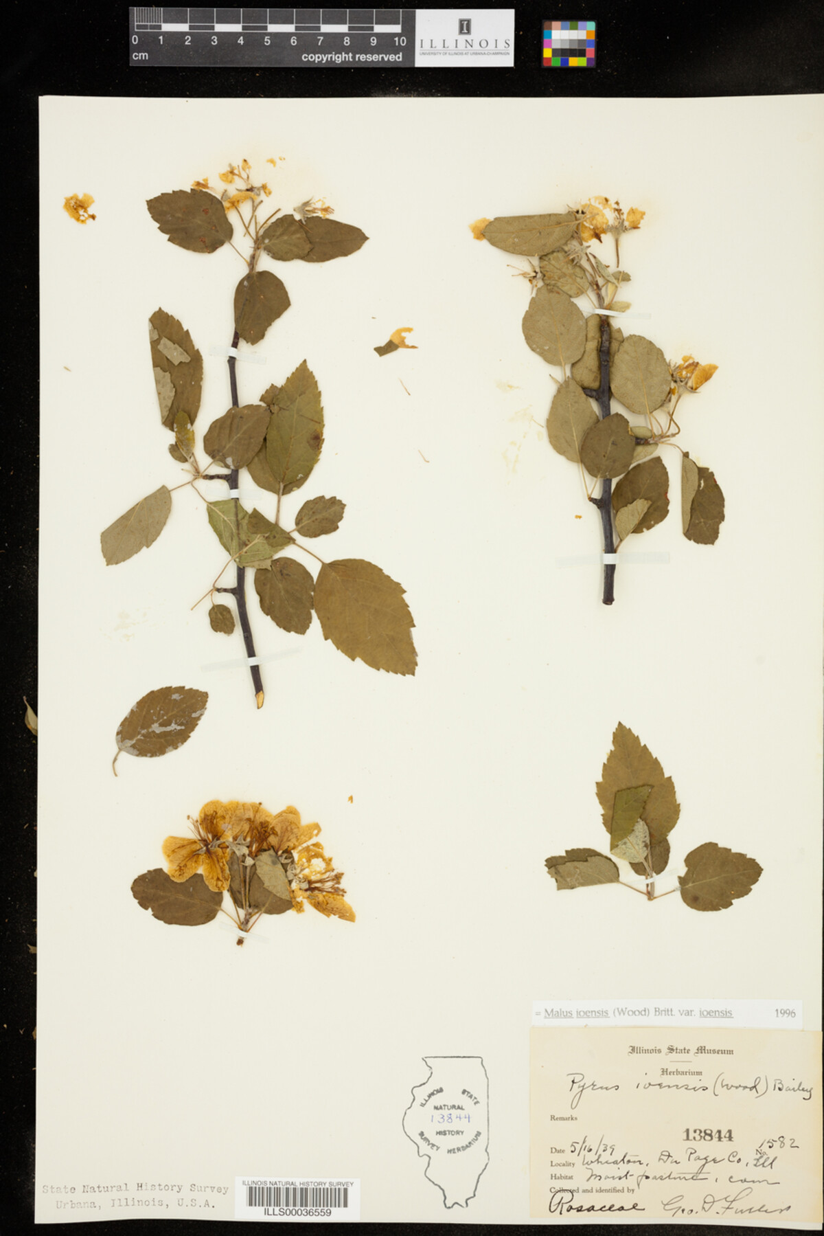 Malus ioensis image