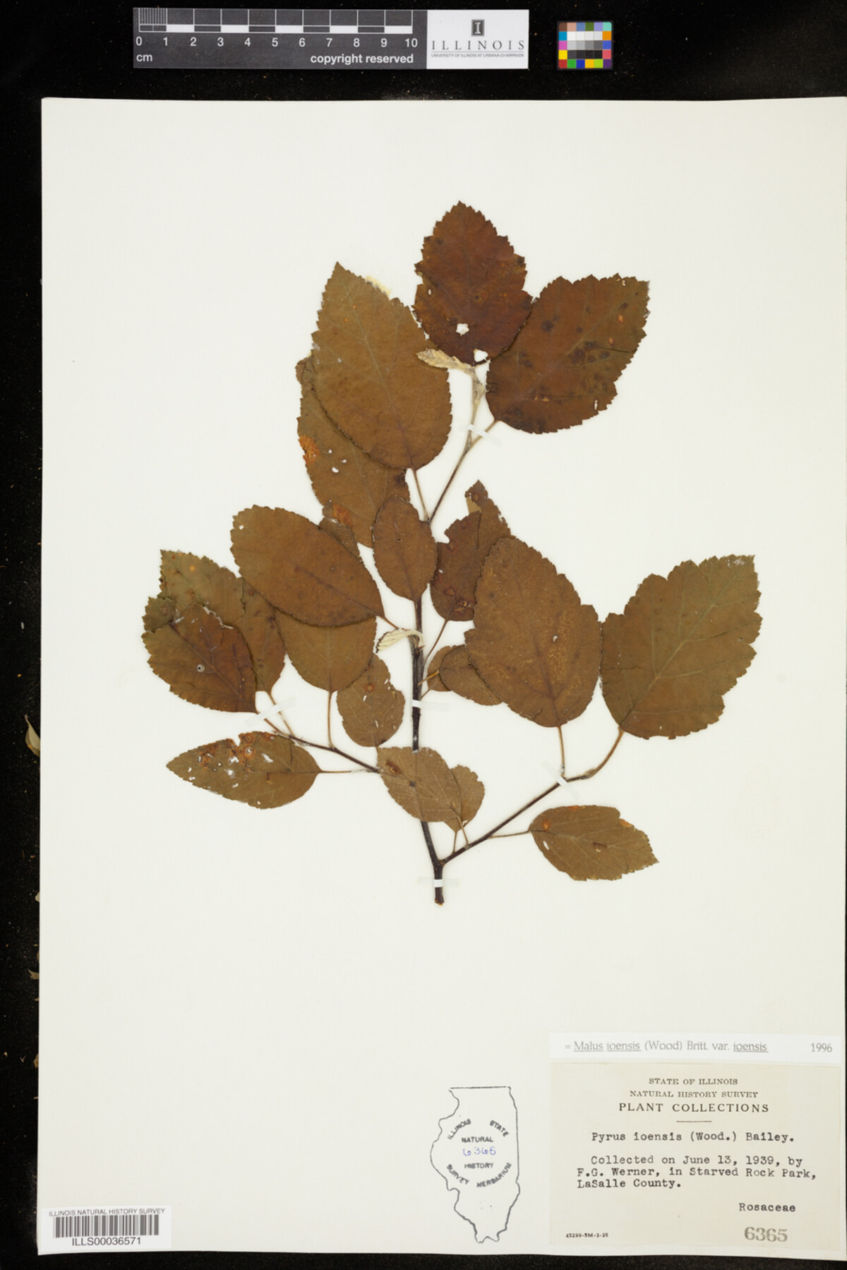 Malus ioensis image