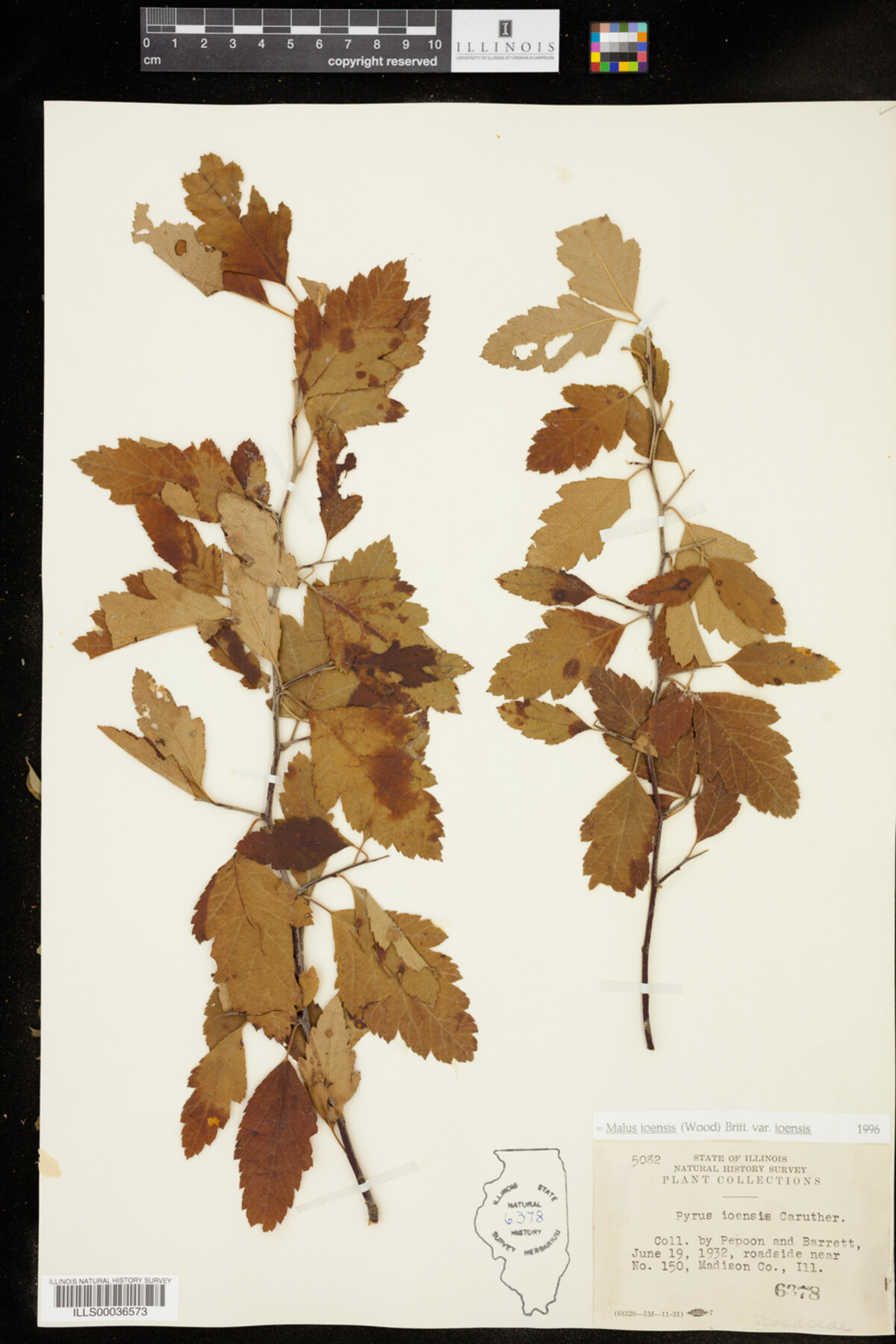 Malus ioensis image