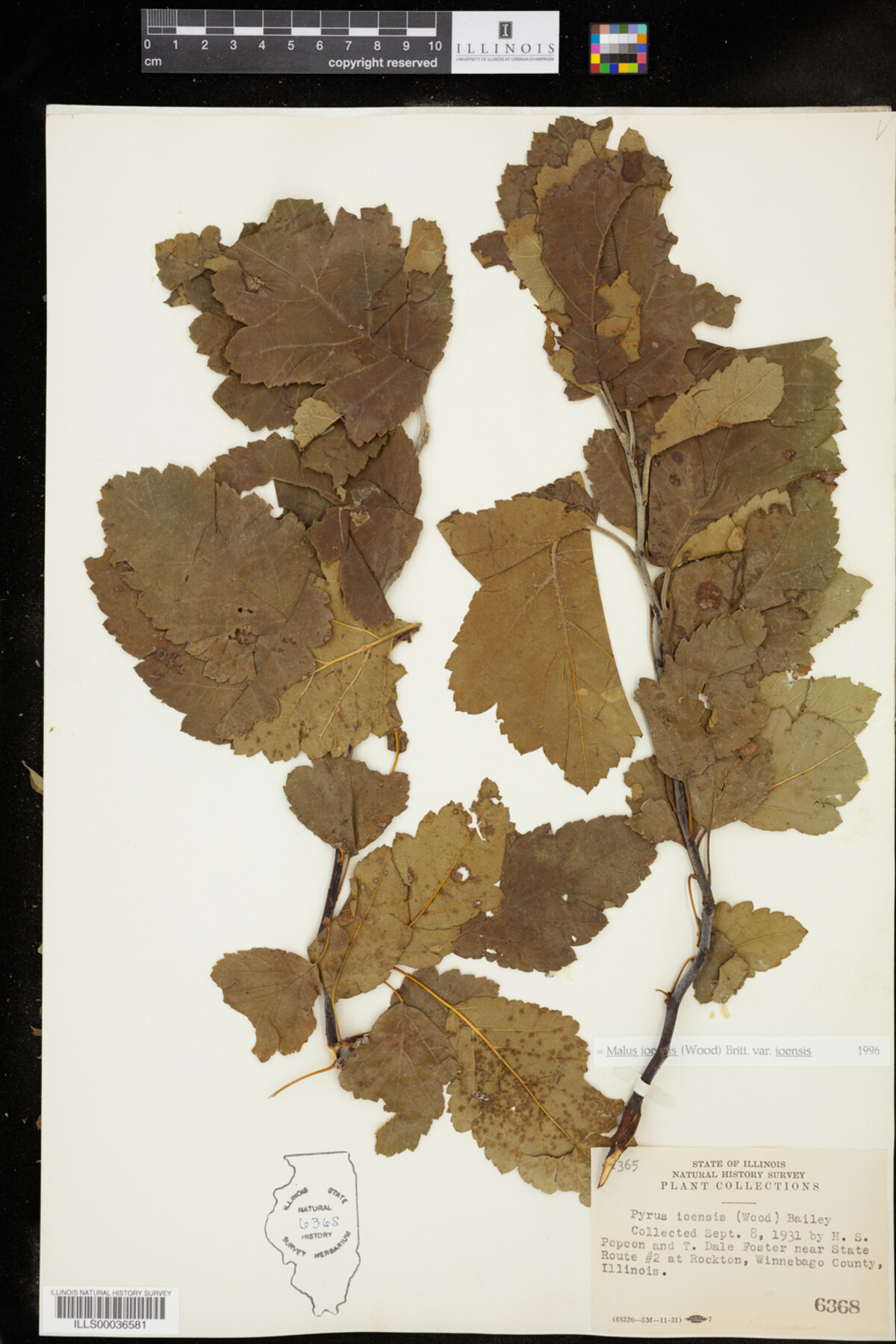 Malus ioensis image