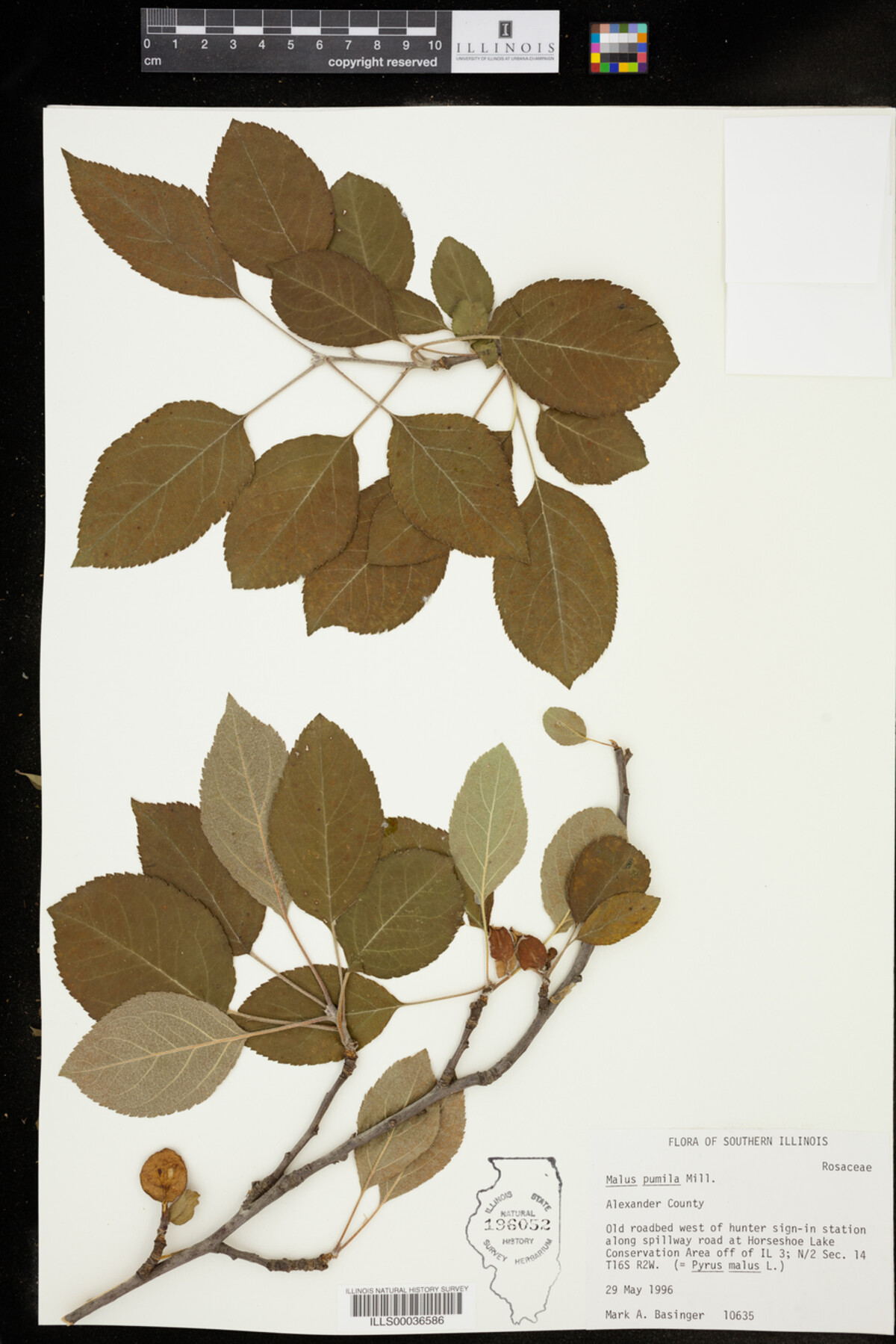 Malus pumila image