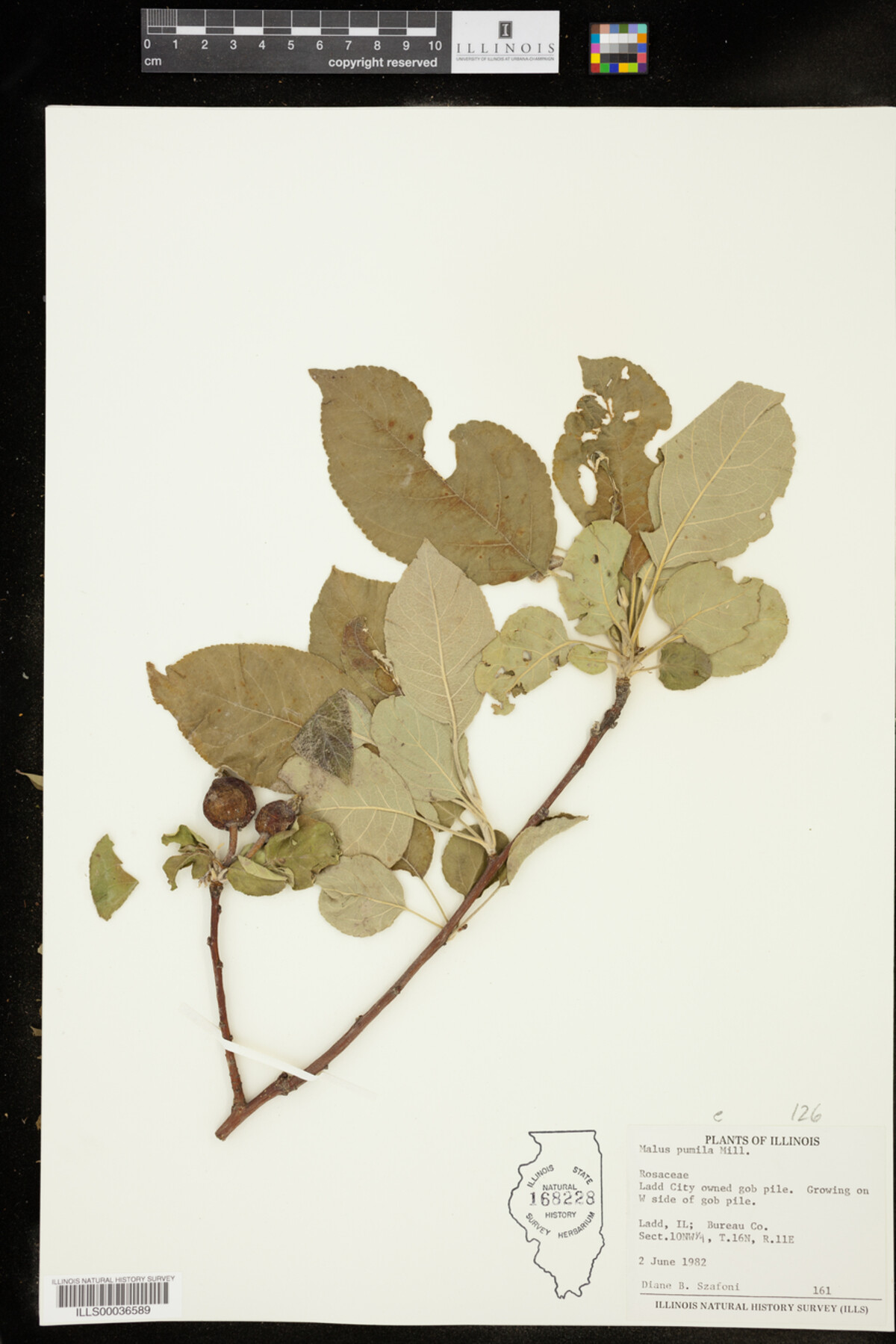 Malus pumila image