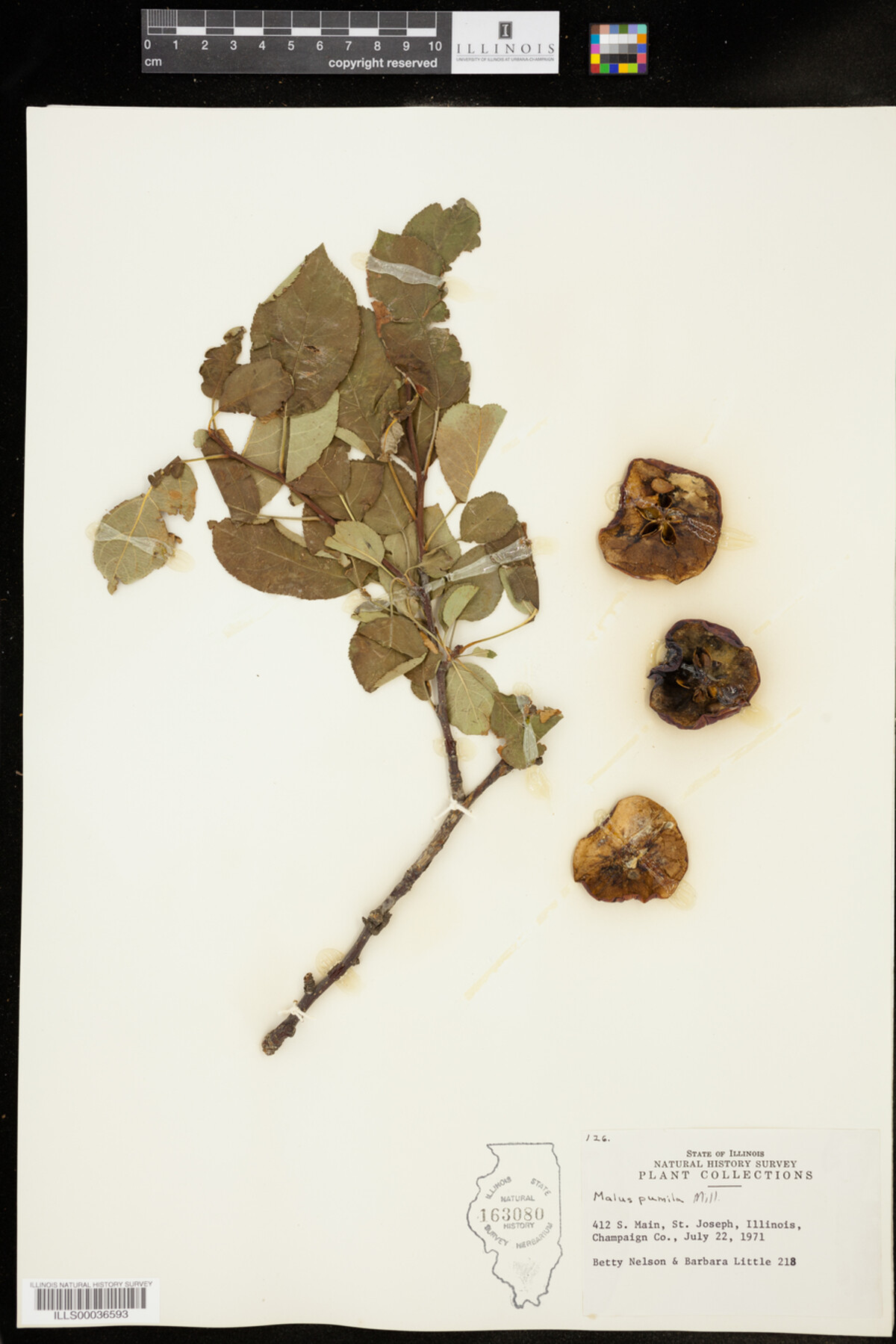 Malus pumila image