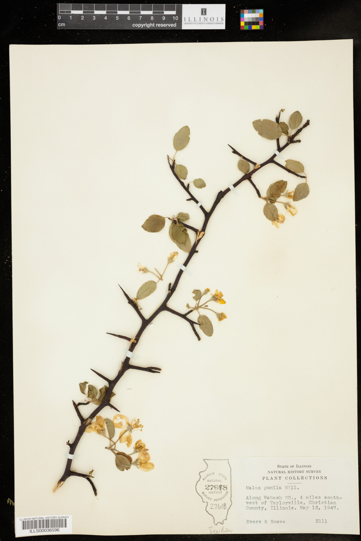 Malus pumila image