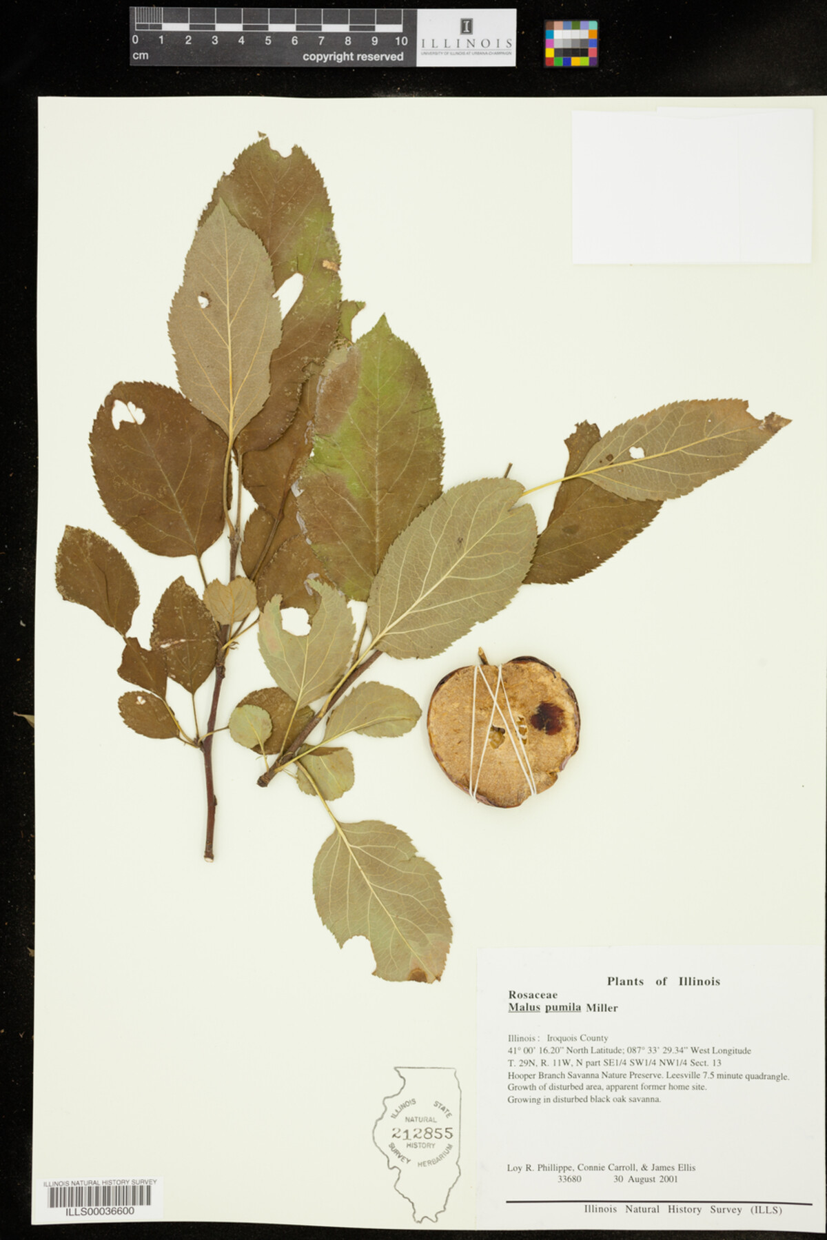 Malus pumila image