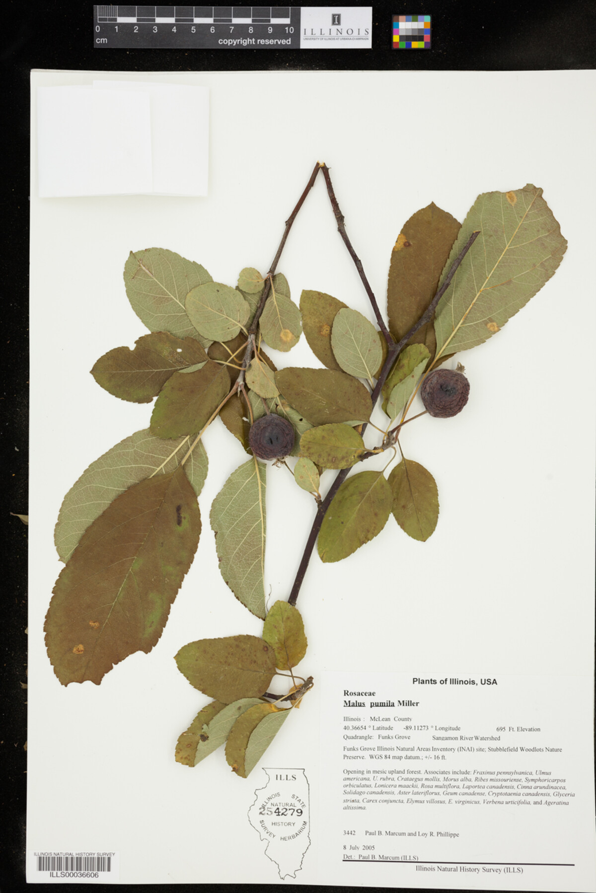 Malus pumila image