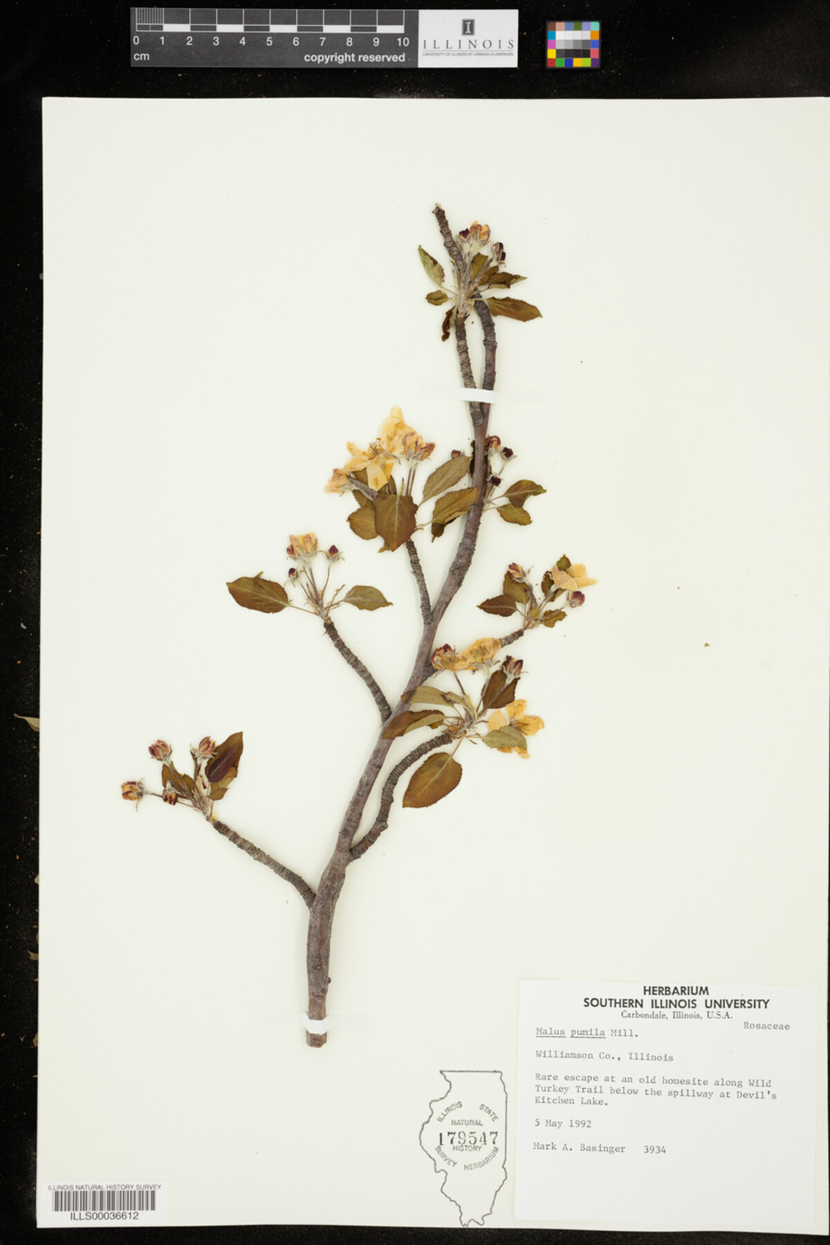 Malus pumila image