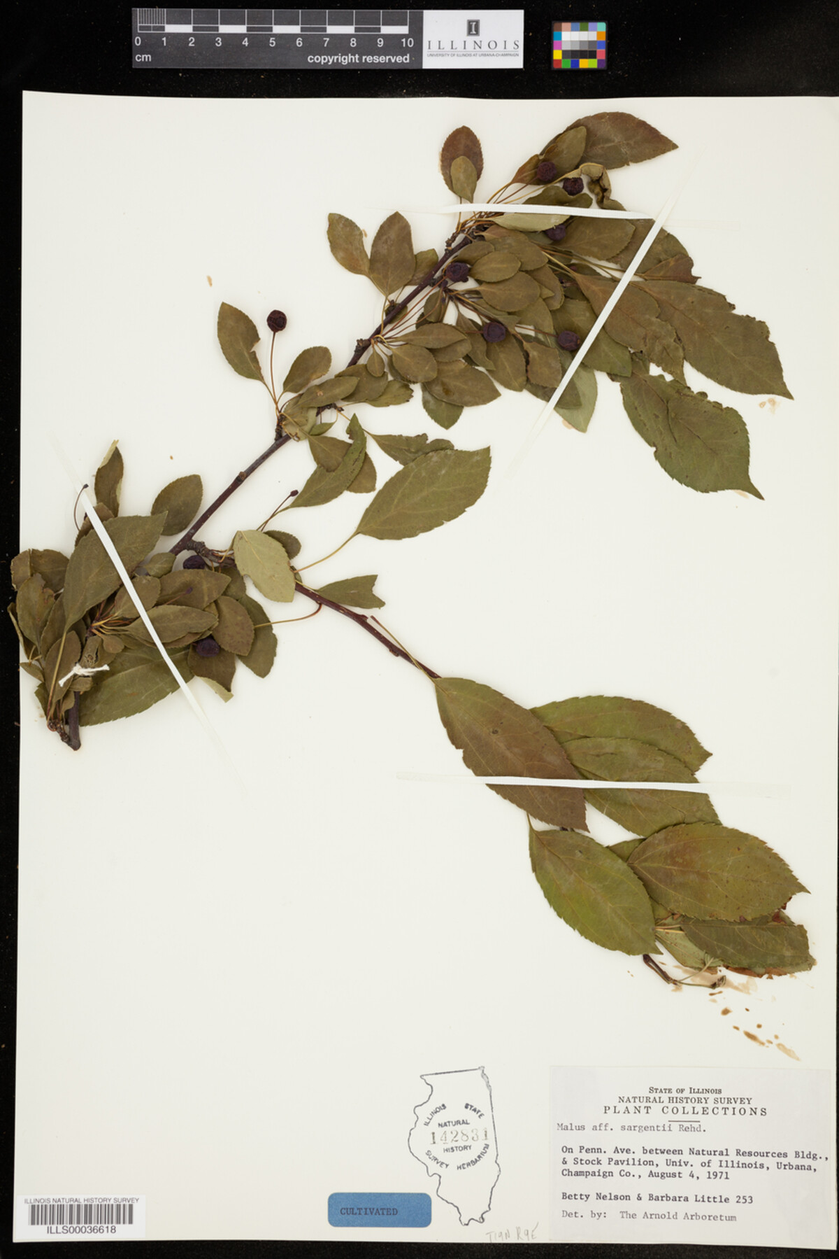 Malus sieboldii image