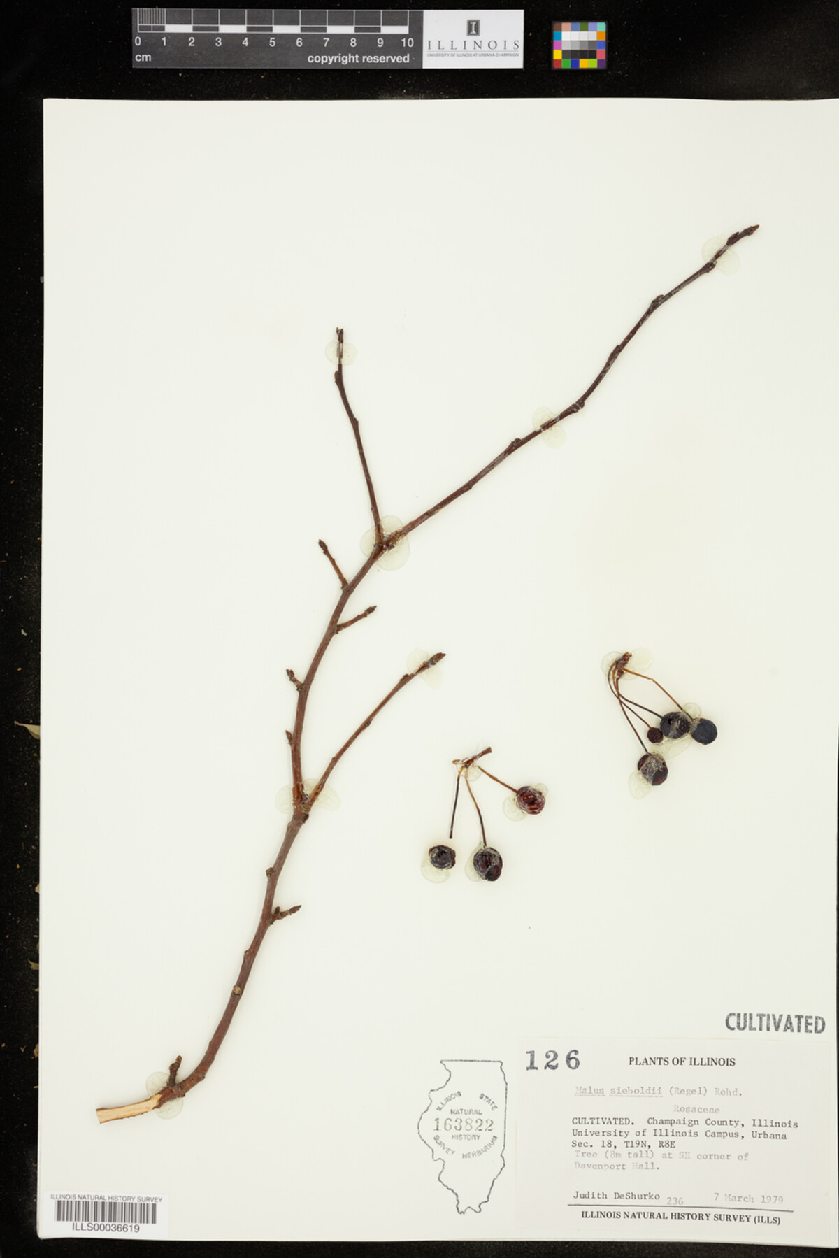 Malus sieboldii image