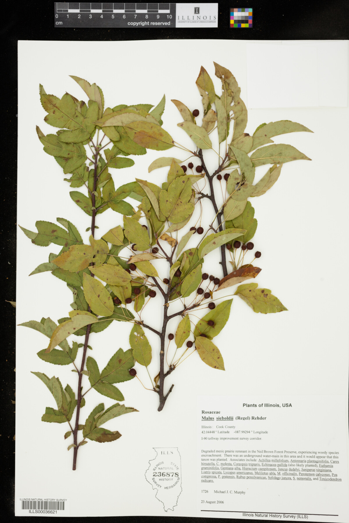 Malus sieboldii image