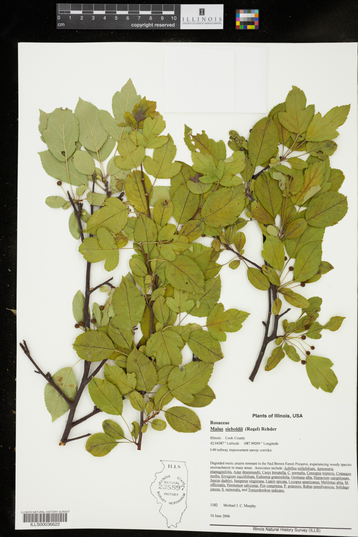 Malus sieboldii image
