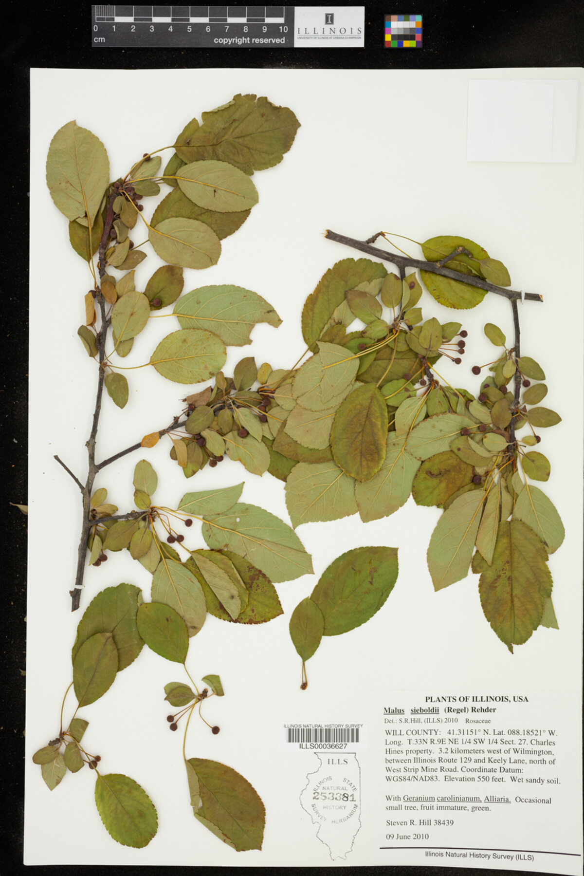 Malus sieboldii image