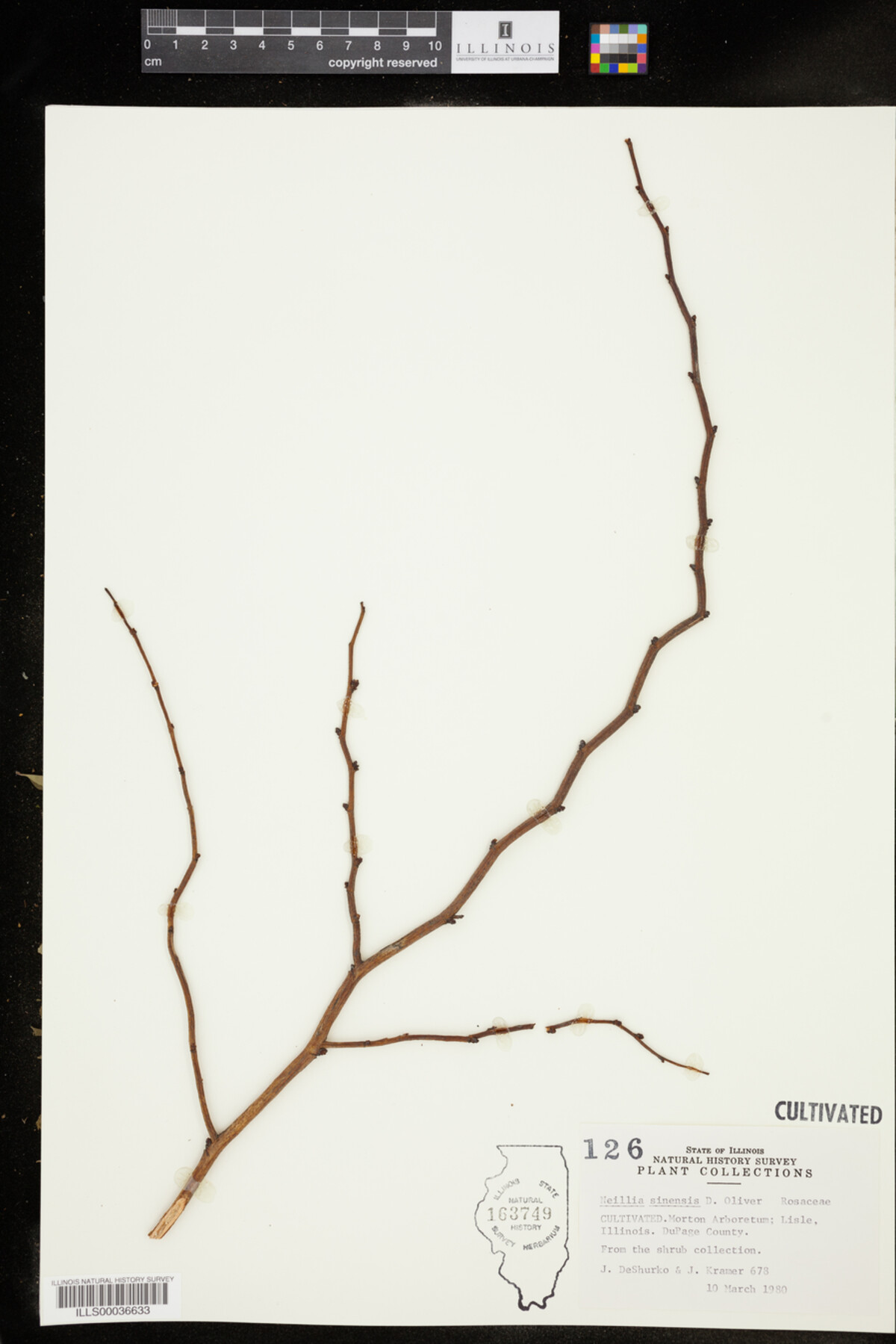 Neillia sinensis image