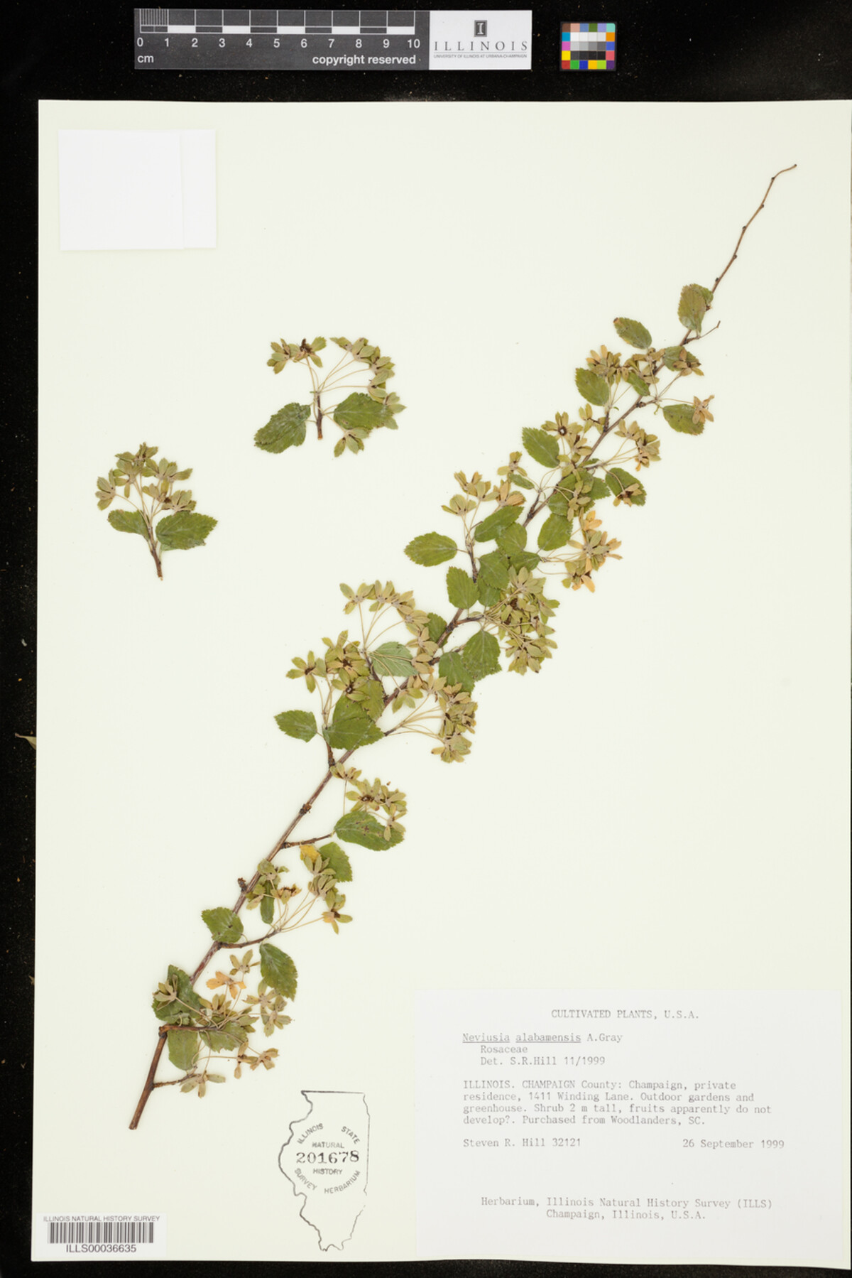 Neviusia alabamensis image