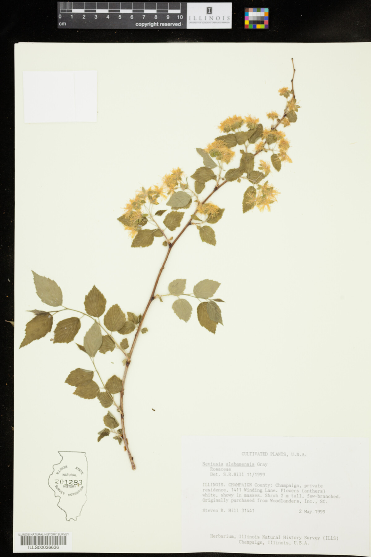 Neviusia alabamensis image