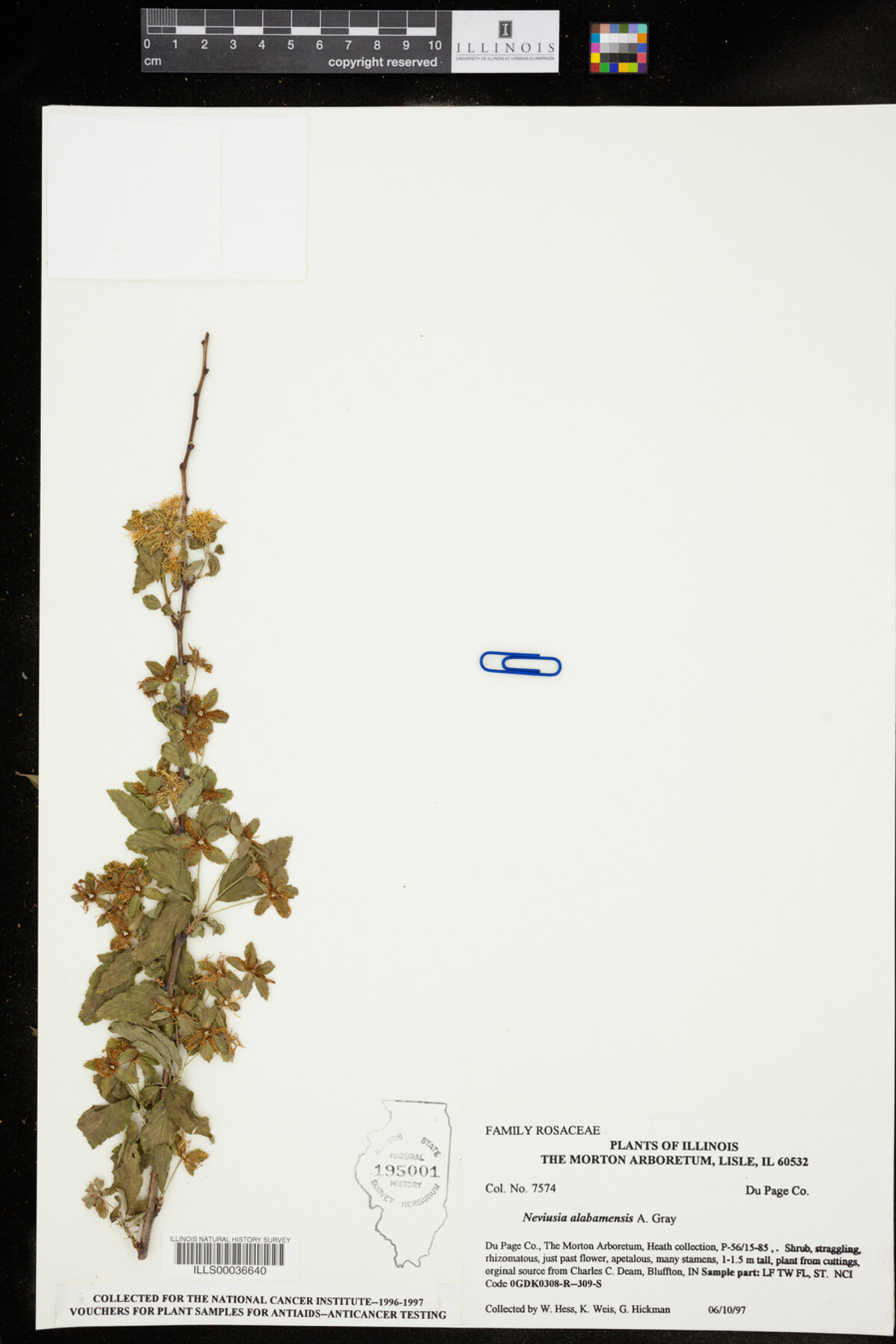 Neviusia alabamensis image