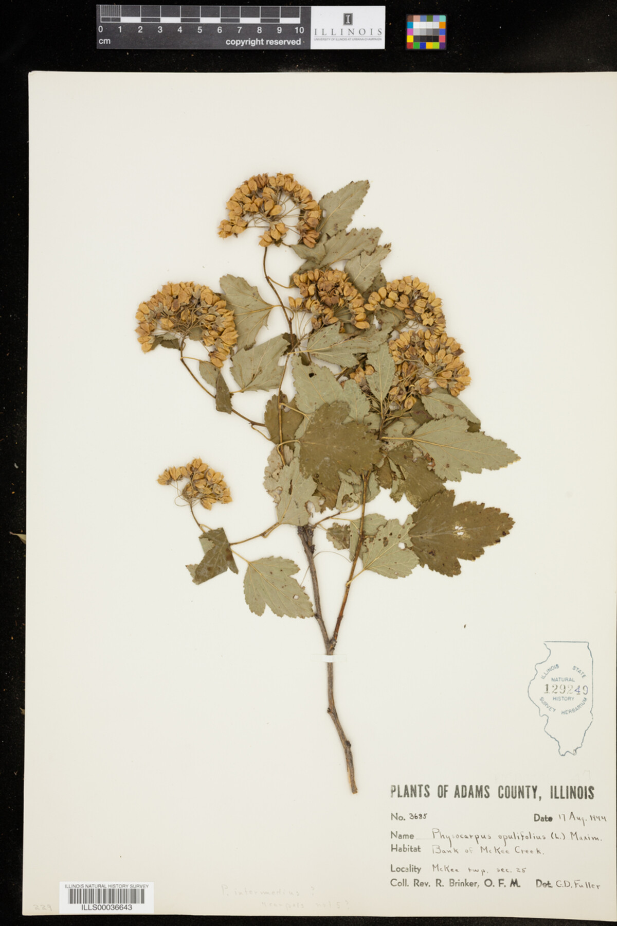 Physocarpus image