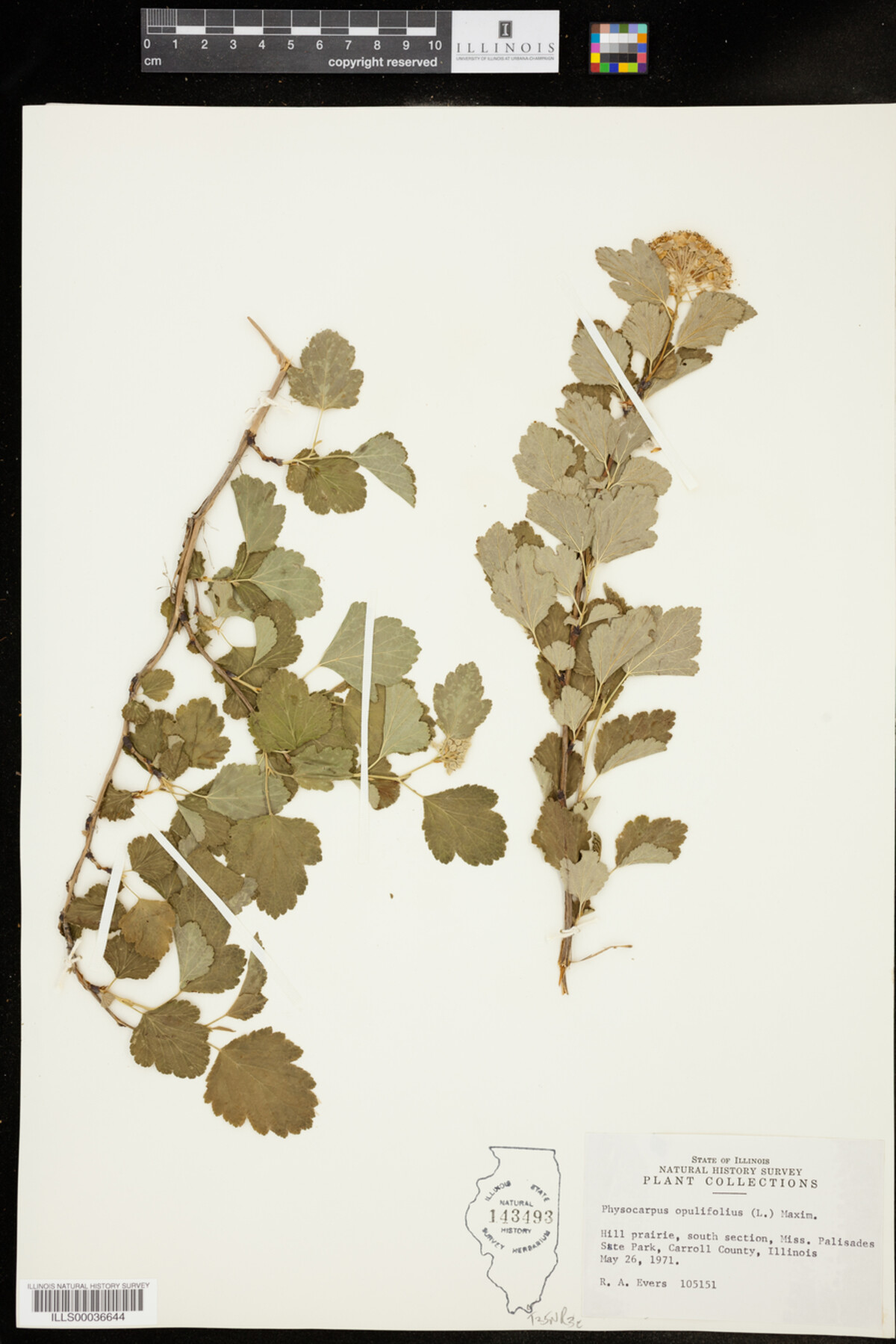 Physocarpus opulifolius image