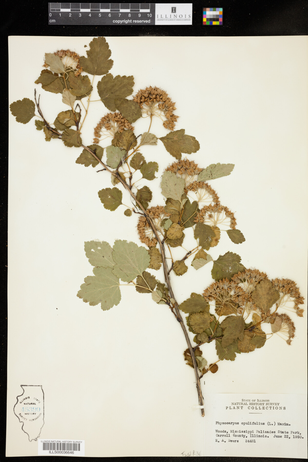 Physocarpus opulifolius image