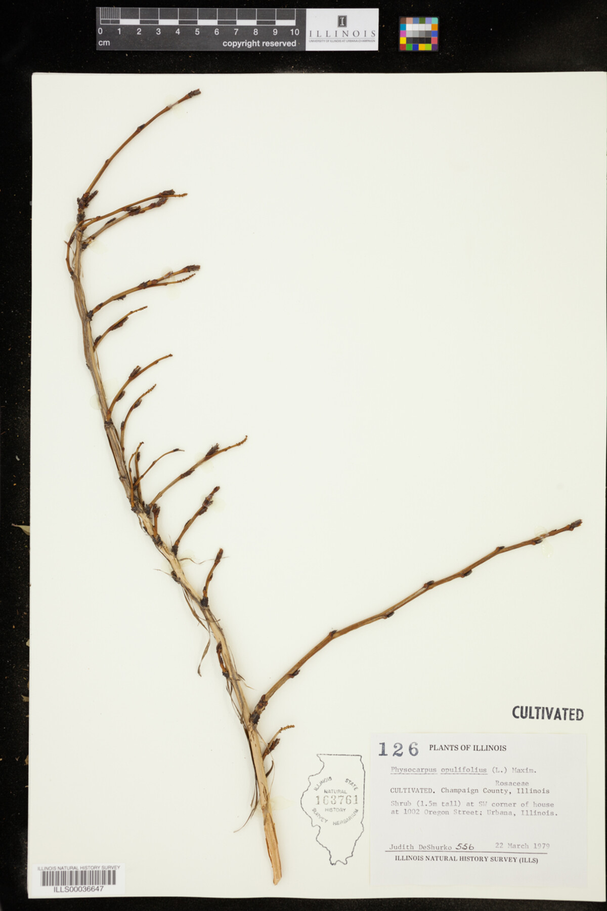 Physocarpus image