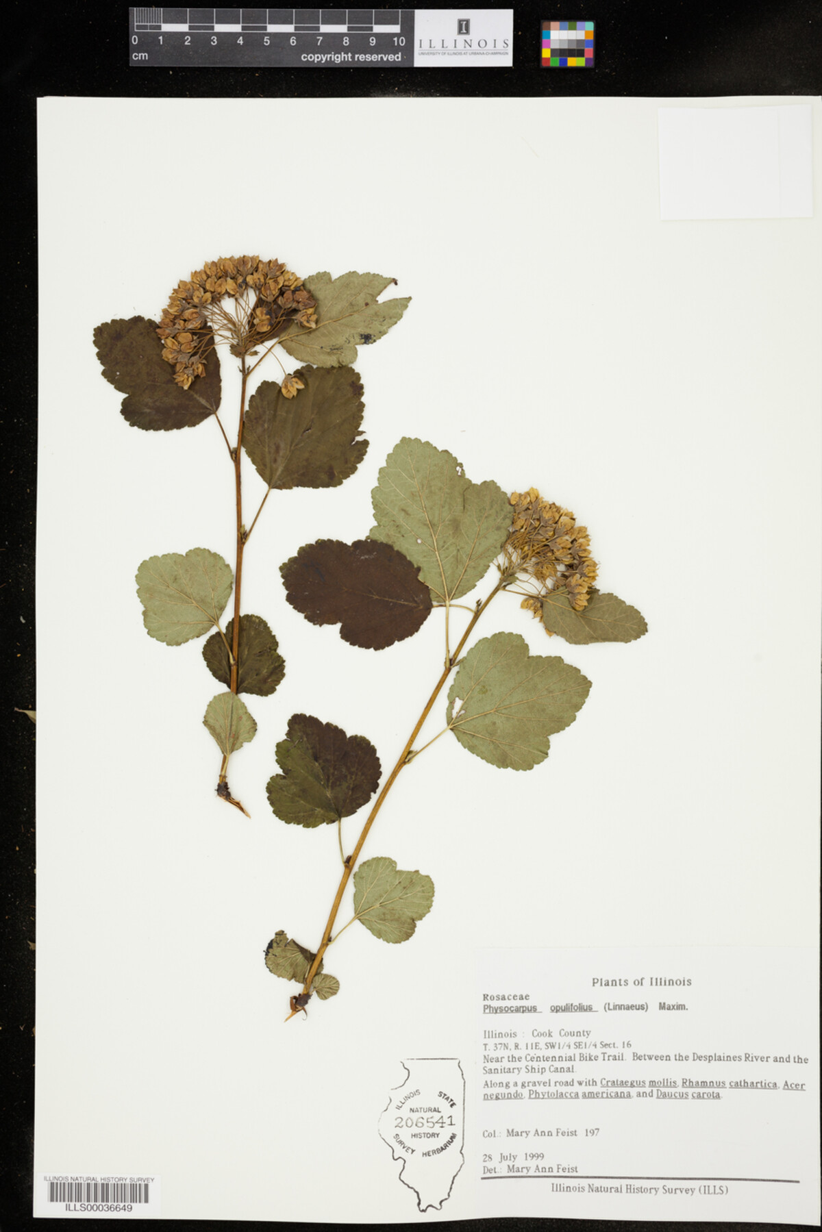 Physocarpus opulifolius image