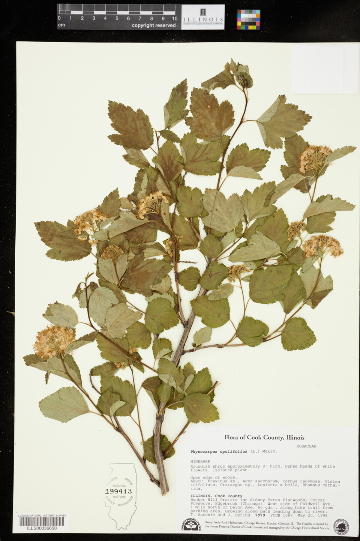 Physocarpus opulifolius image