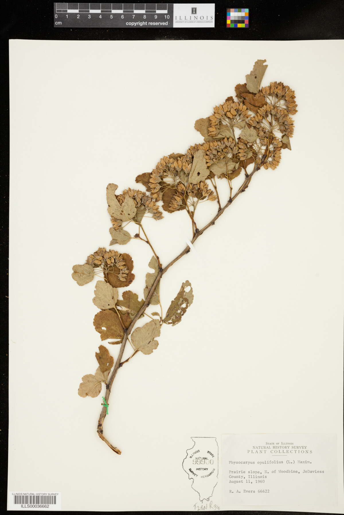 Physocarpus opulifolius image