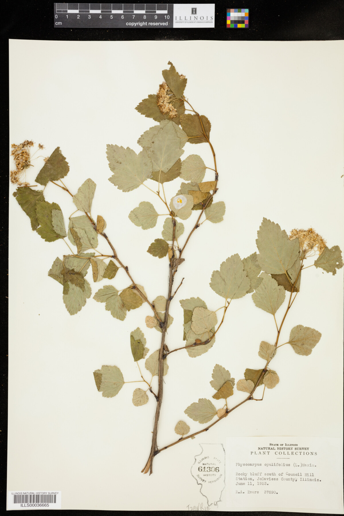 Physocarpus opulifolius image