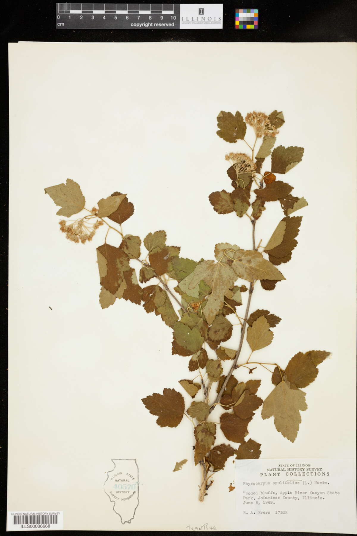 Physocarpus image