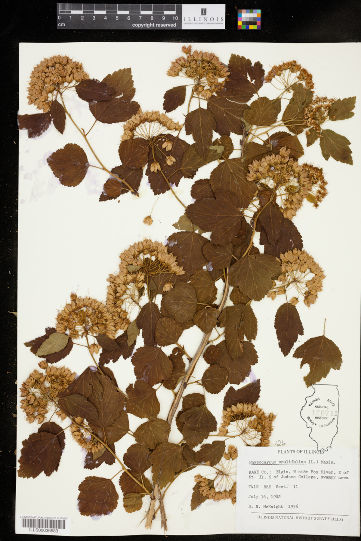 Physocarpus image