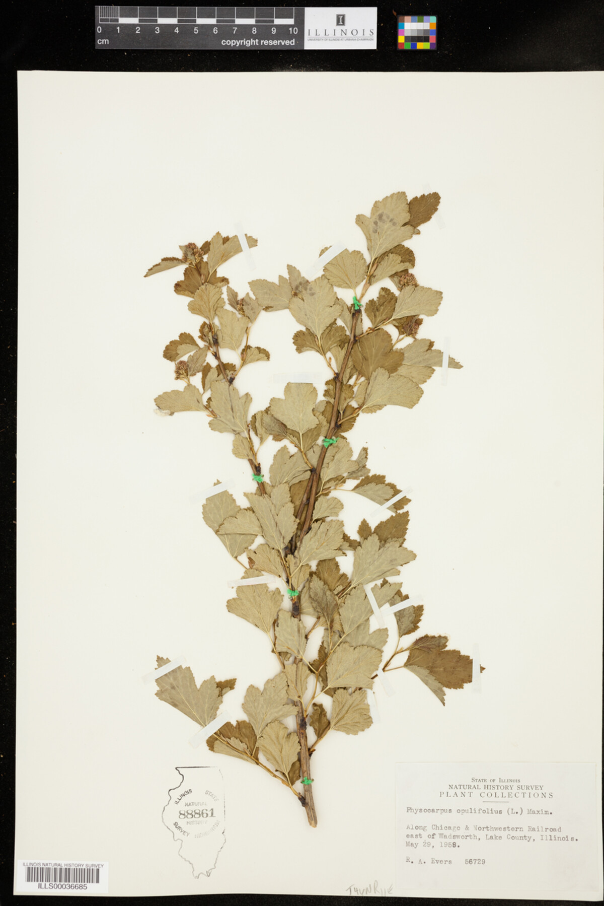 Physocarpus opulifolius image