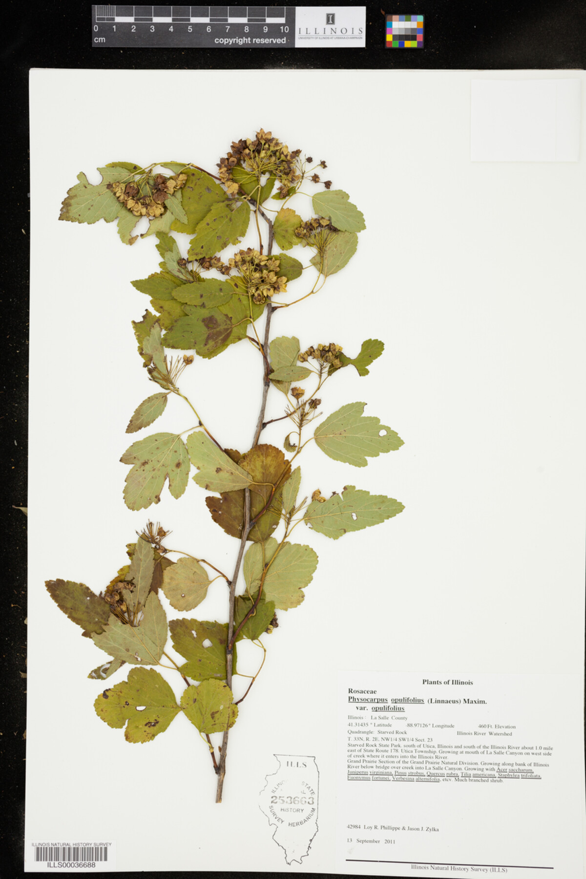 Physocarpus opulifolius image