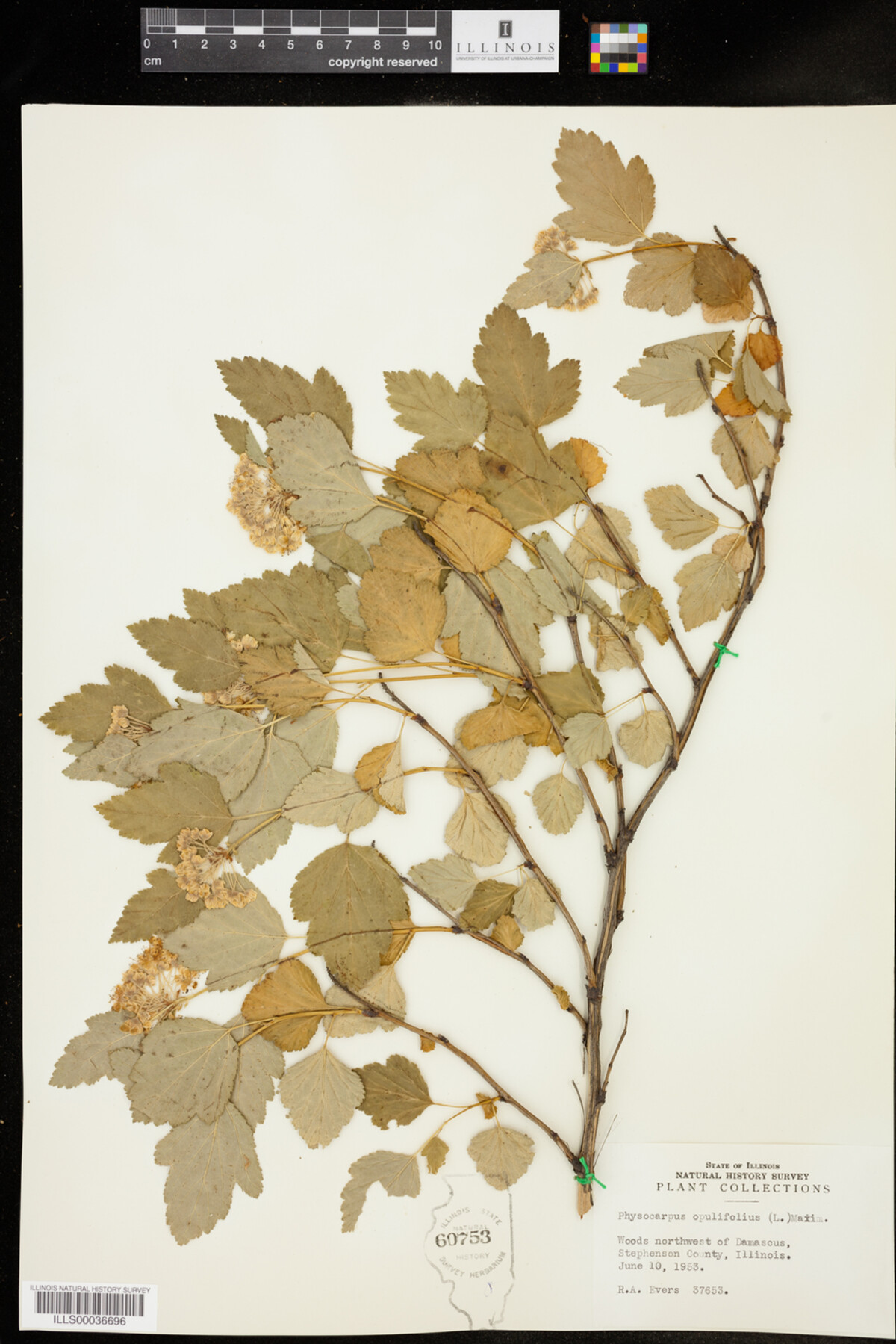 Physocarpus opulifolius image