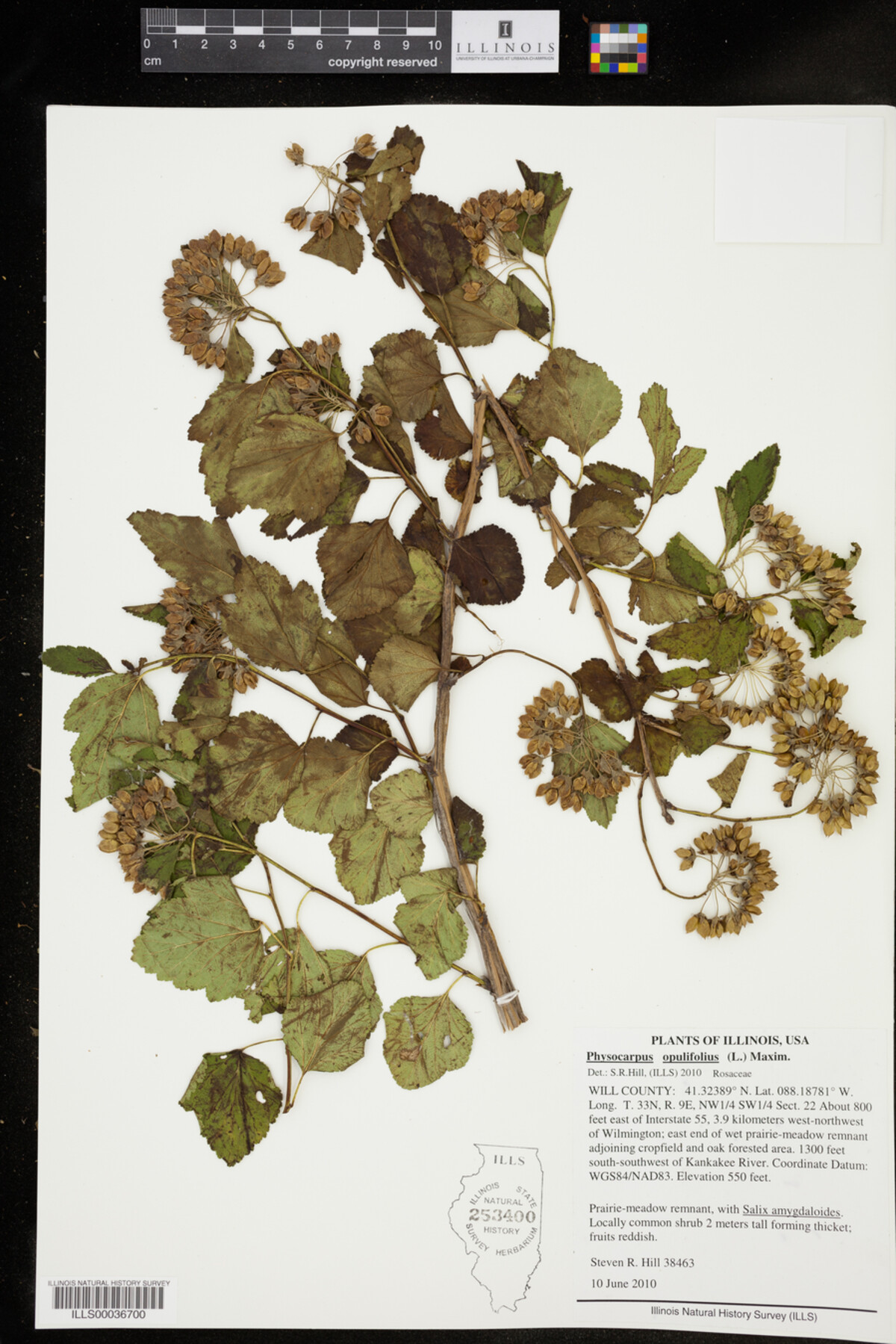 Physocarpus opulifolius image