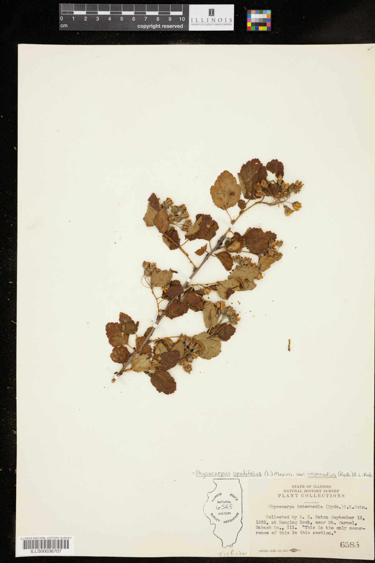 Physocarpus intermedius image