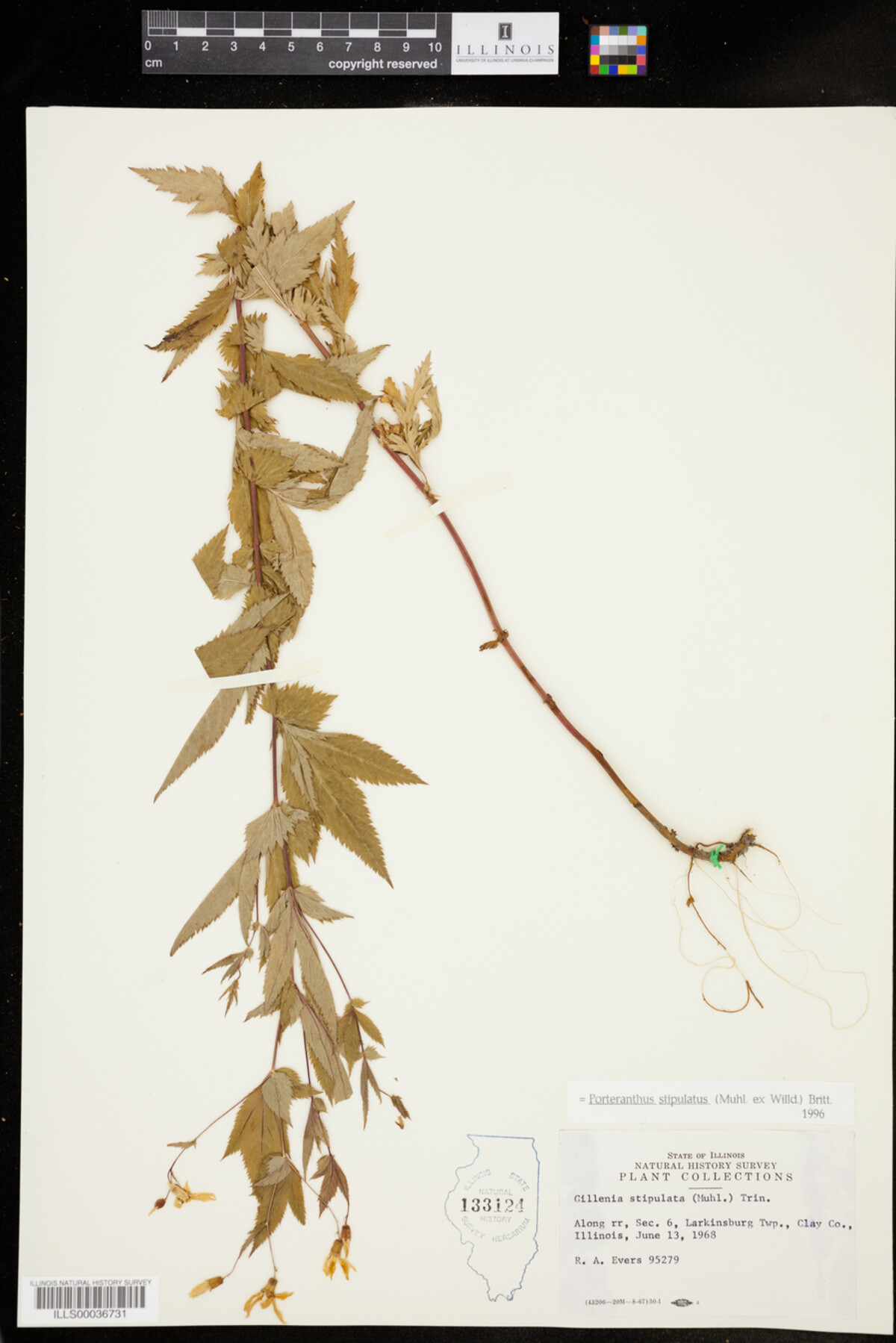 Gillenia image