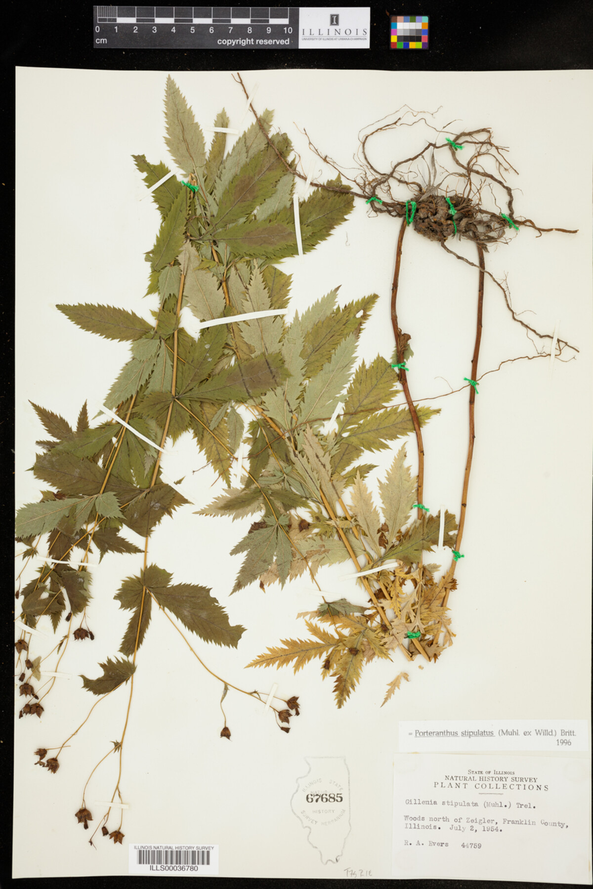 Gillenia stipulata image