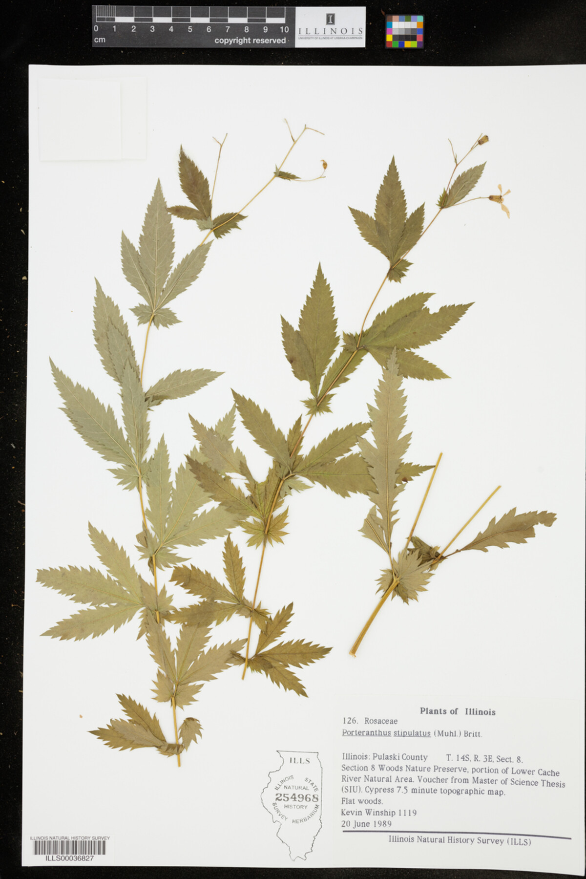 Gillenia stipulata image