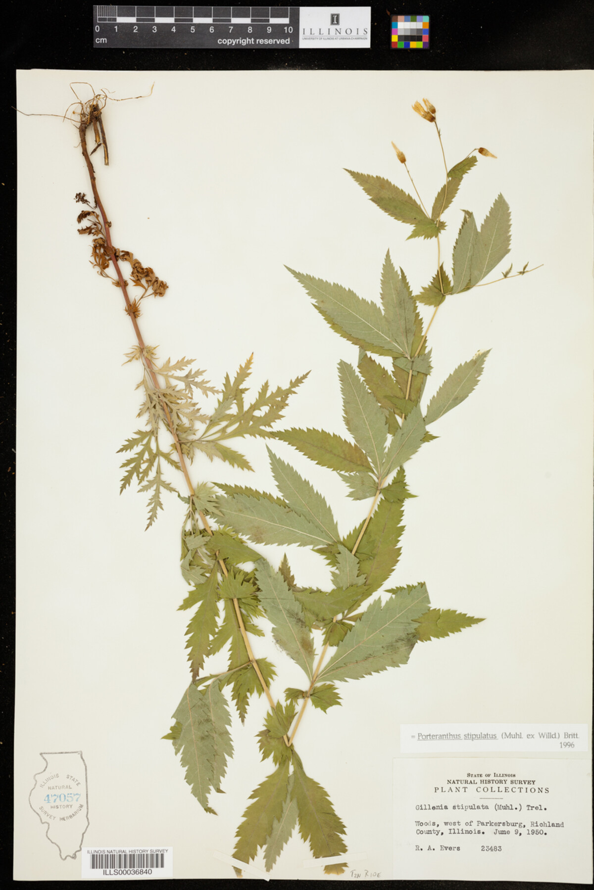 Gillenia image